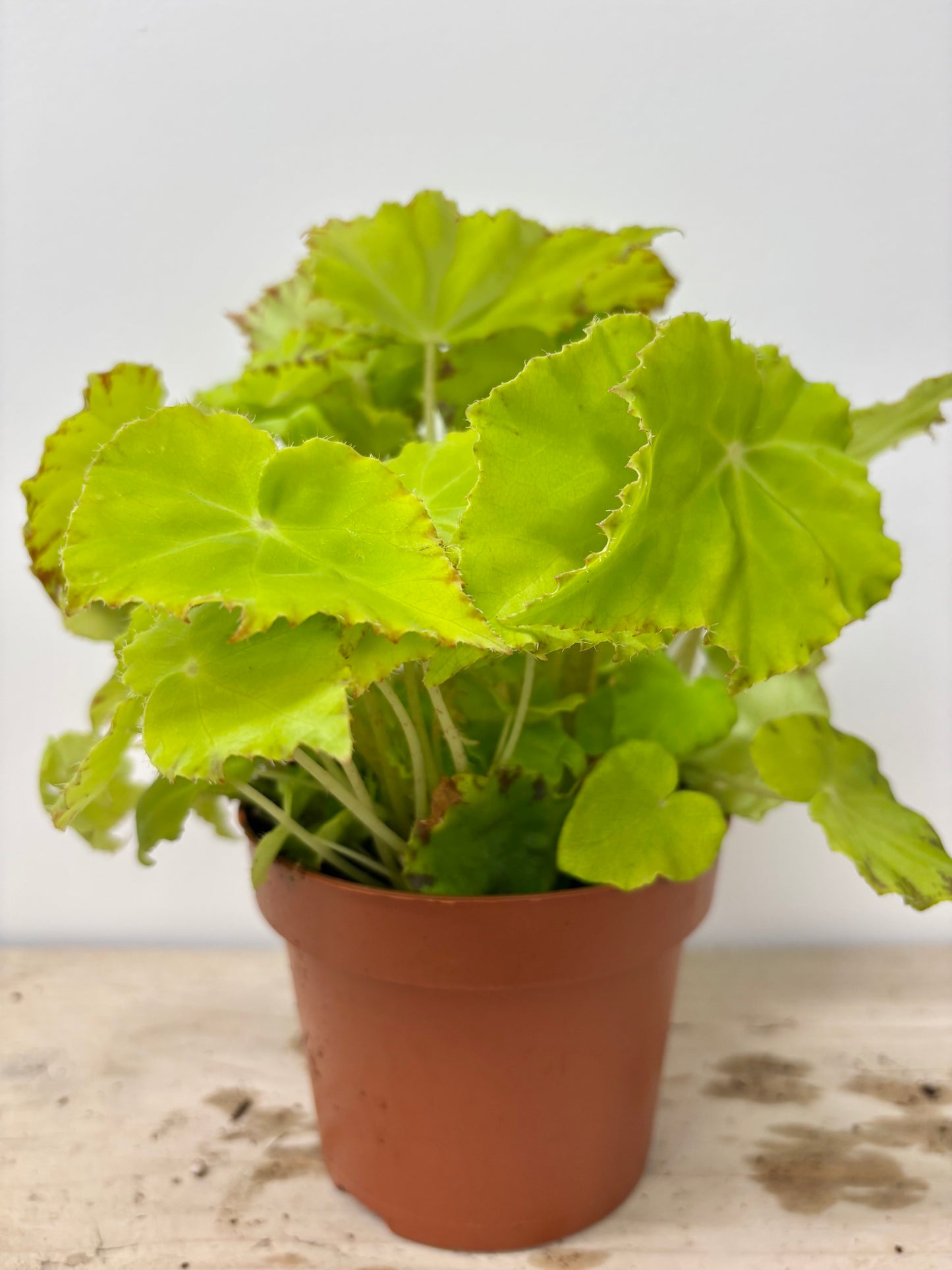 Begonia Lima Love