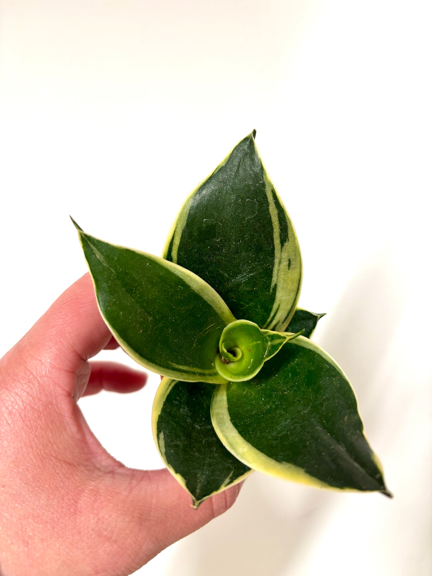 Mixed Sansevieria
