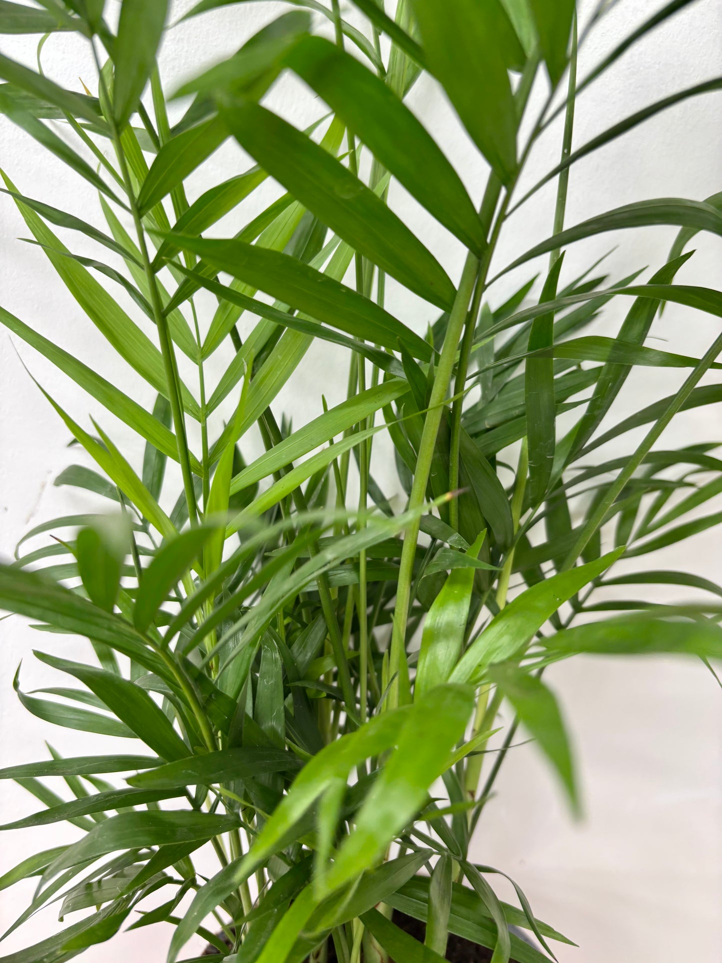 Chamaedorea Elegans