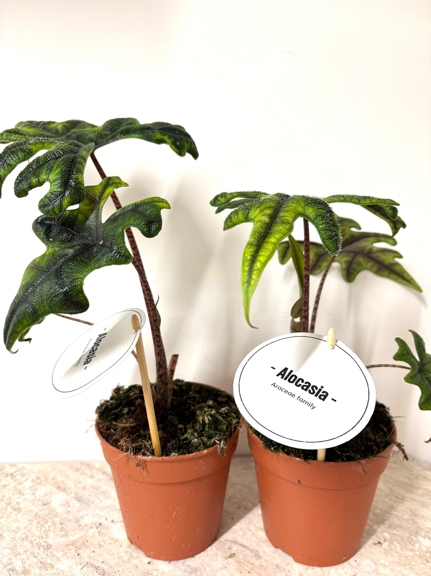 Alocasia Jacklyn