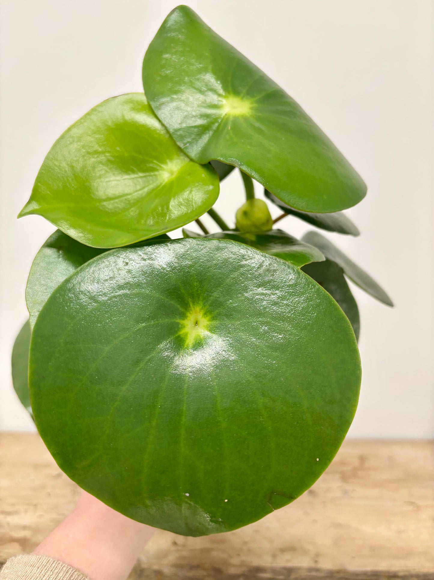 Peperomia Raindrop