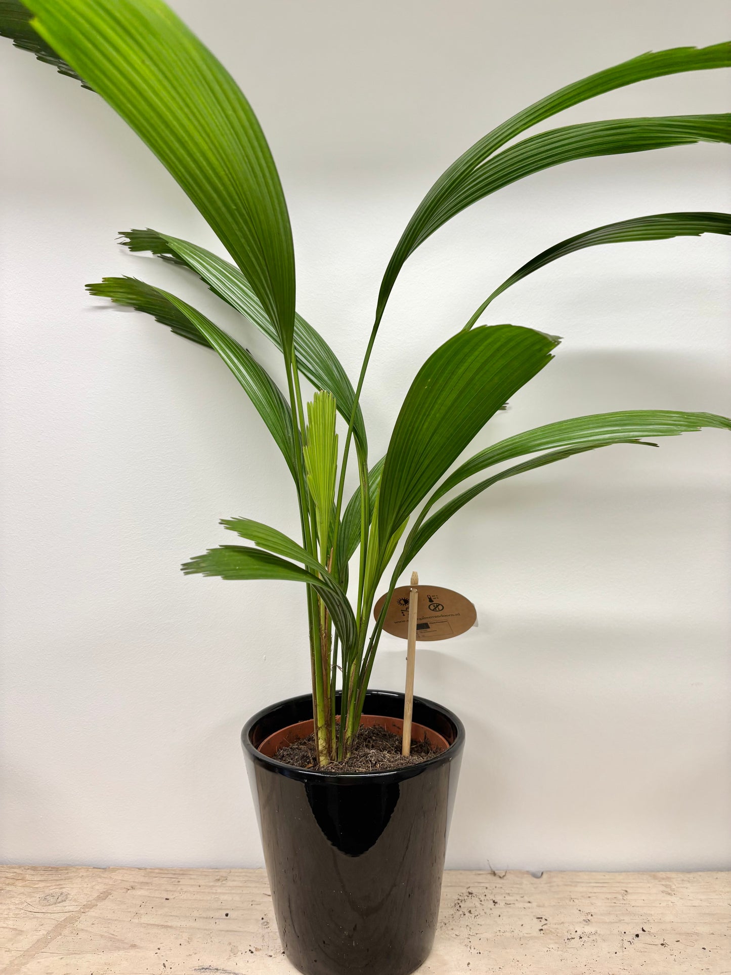 Licuala Grandis / Ruffle Fan Palm with Pot