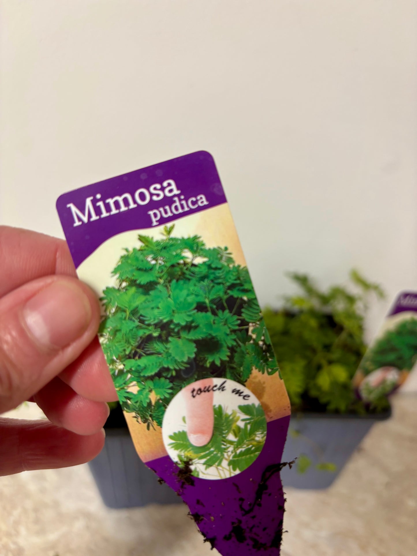 Mimosa Pudica