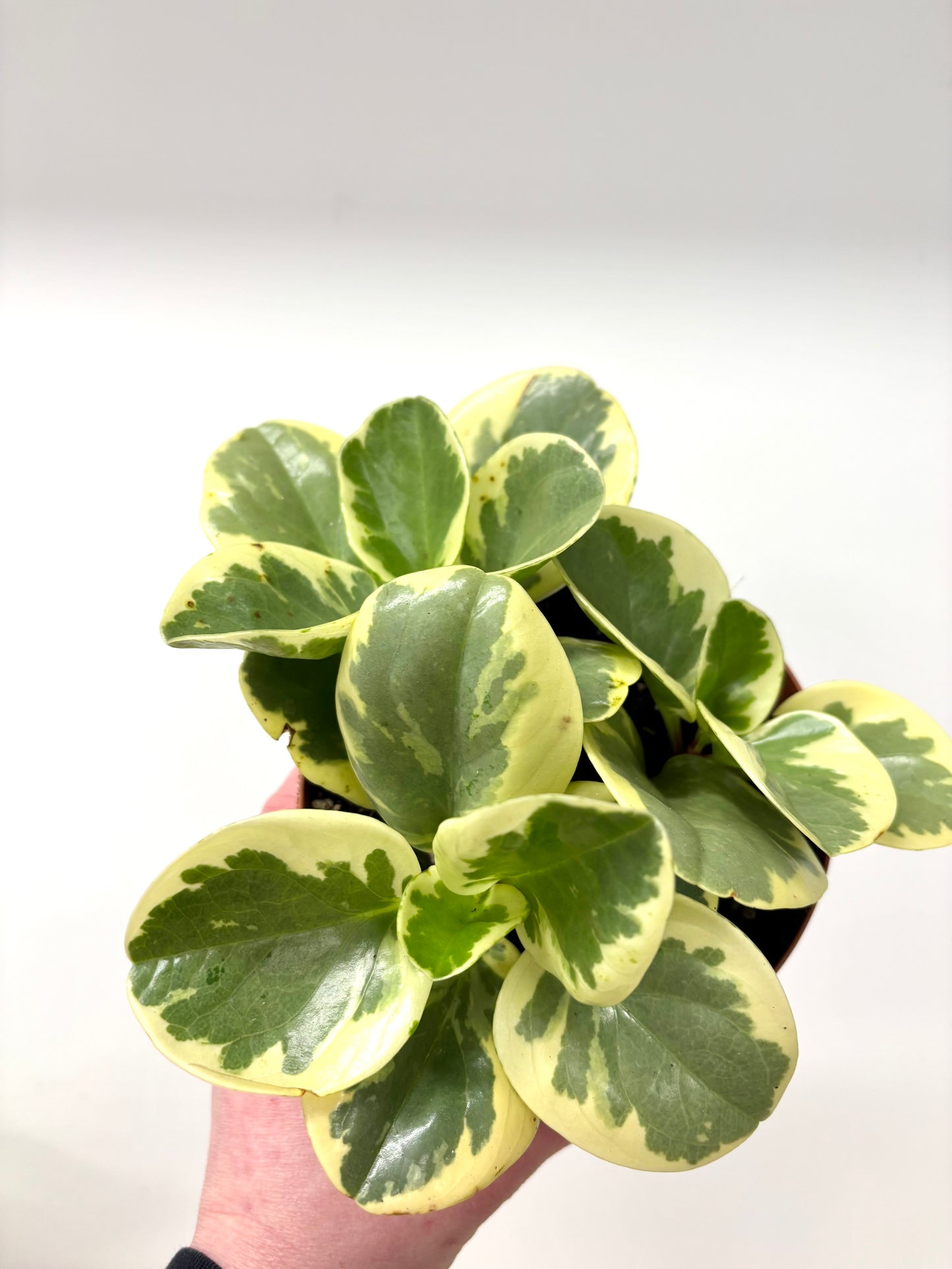 Peperomia Variegata