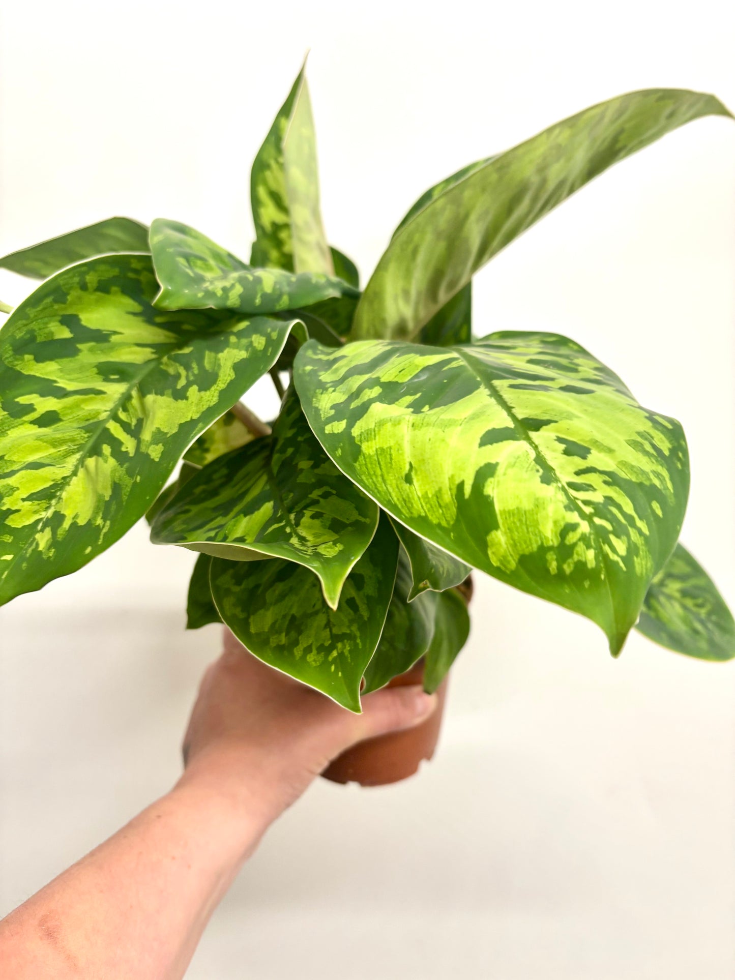 Homalomena Camouflage
