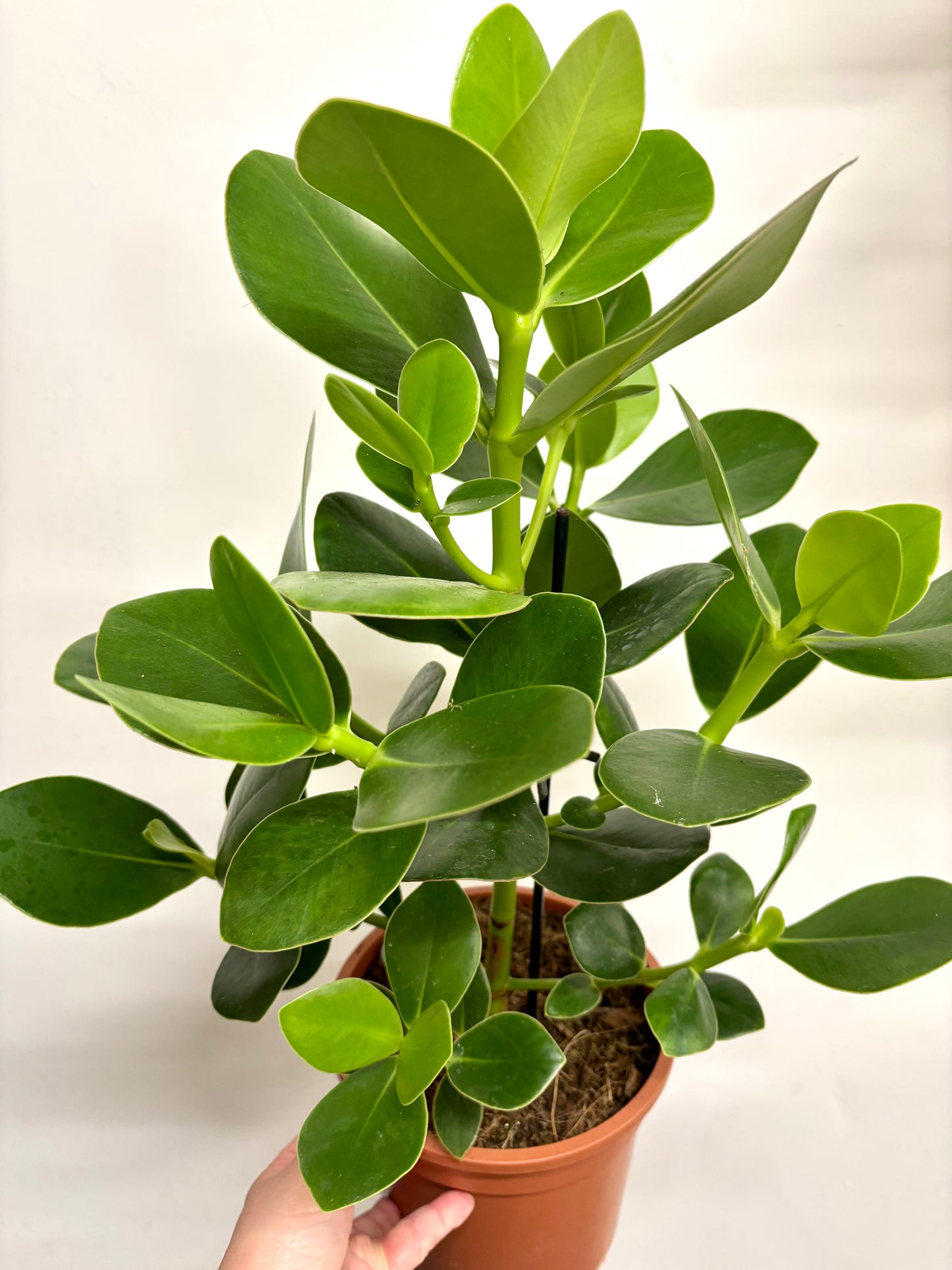 Clusia Rosea Princess