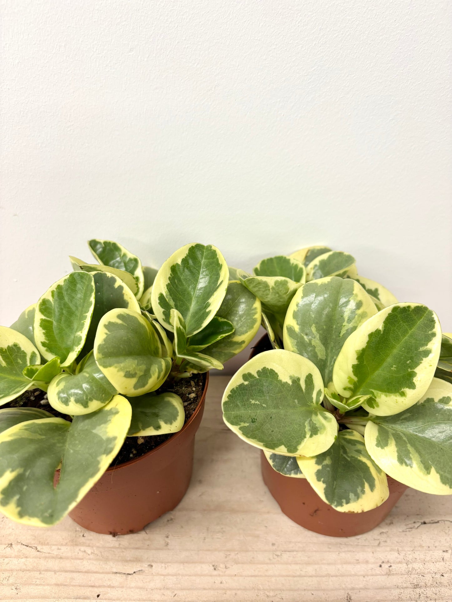 Peperomia Variegata