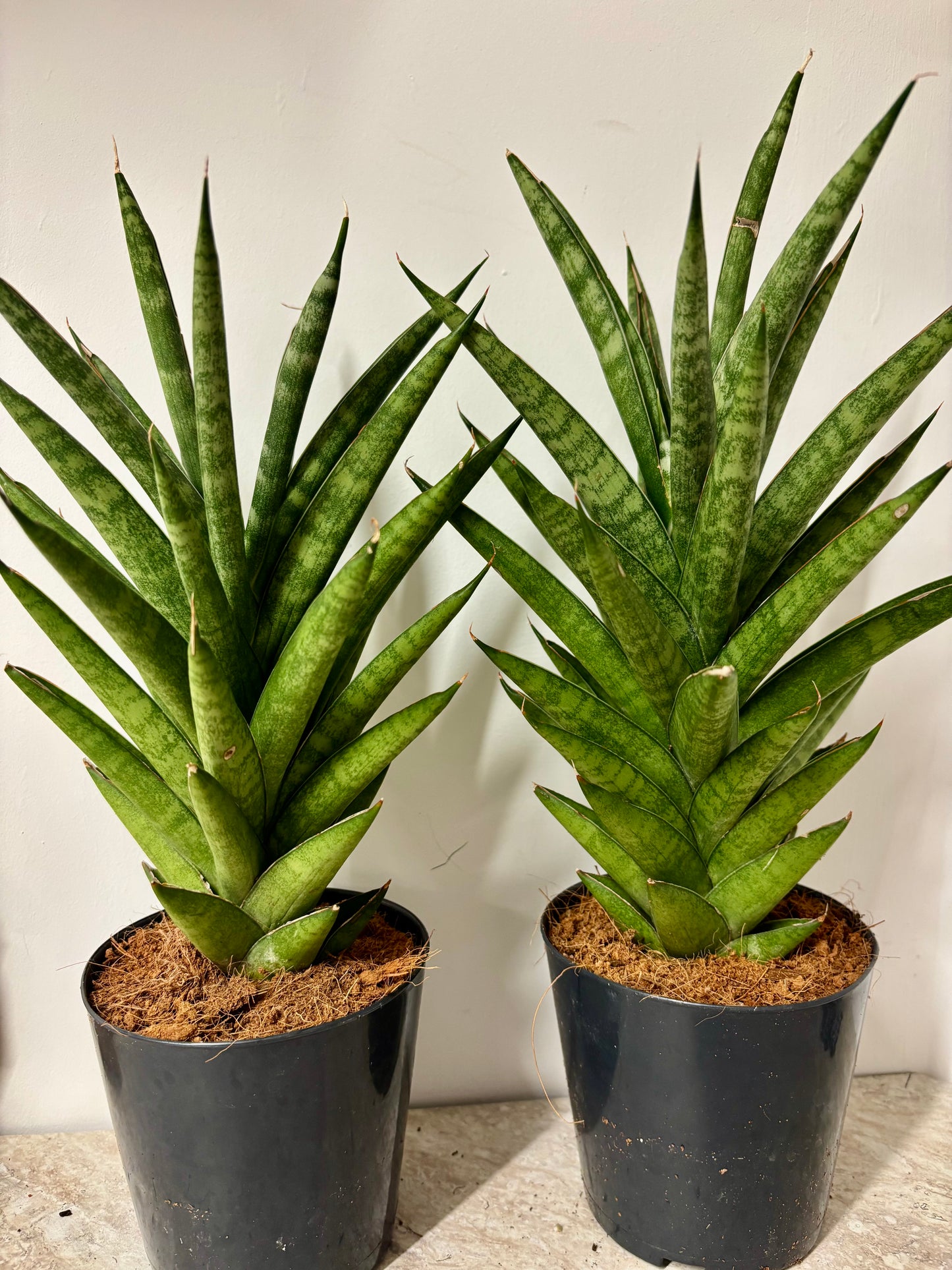 Sansevieria Cylindrical