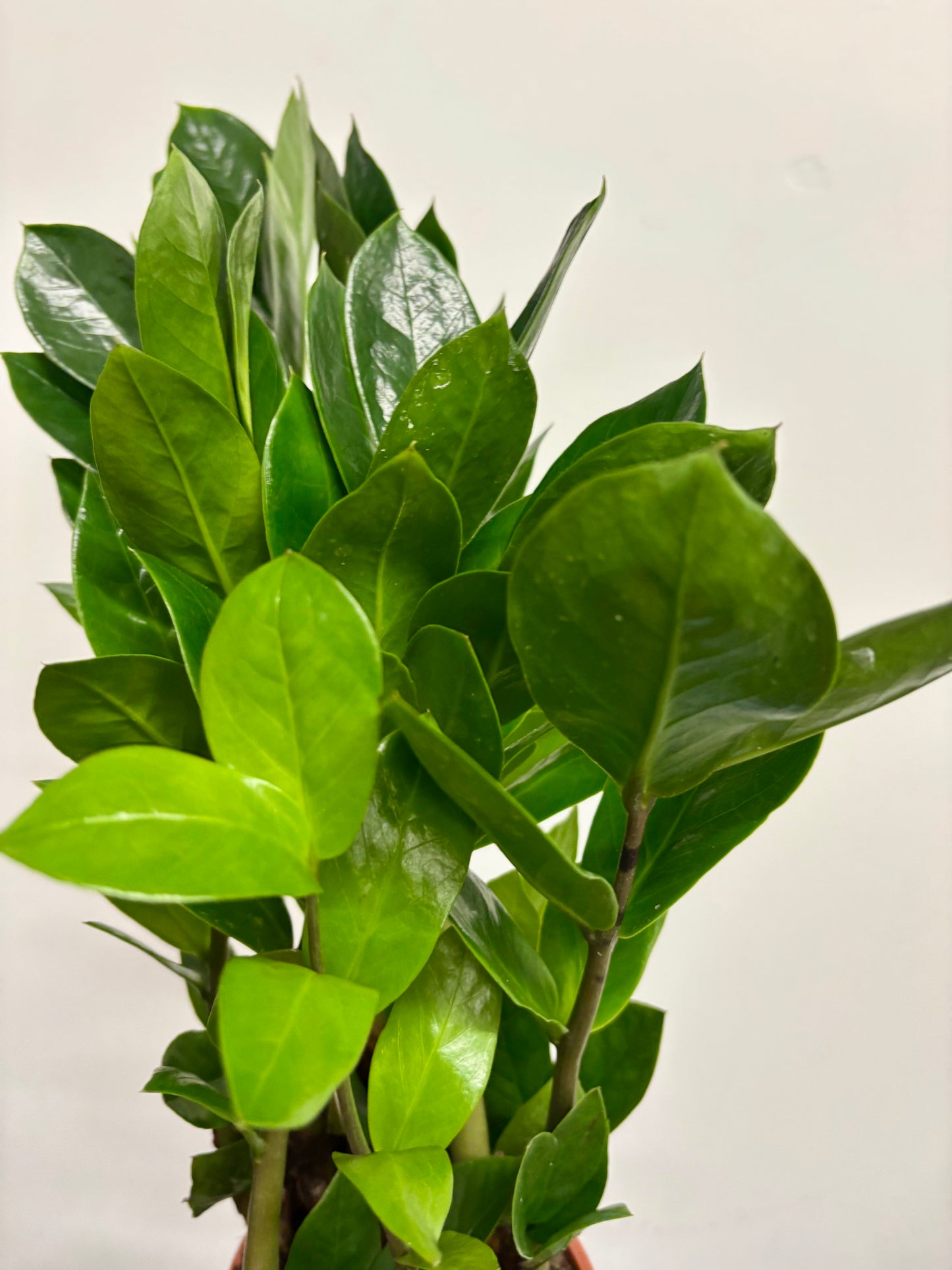Zamio Zamiifolia