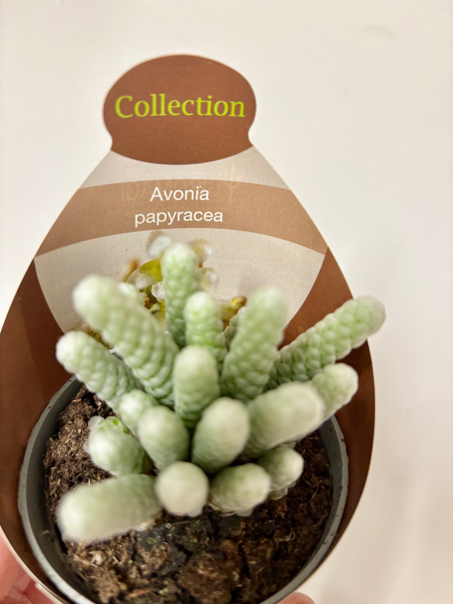 Avonia Papyracea