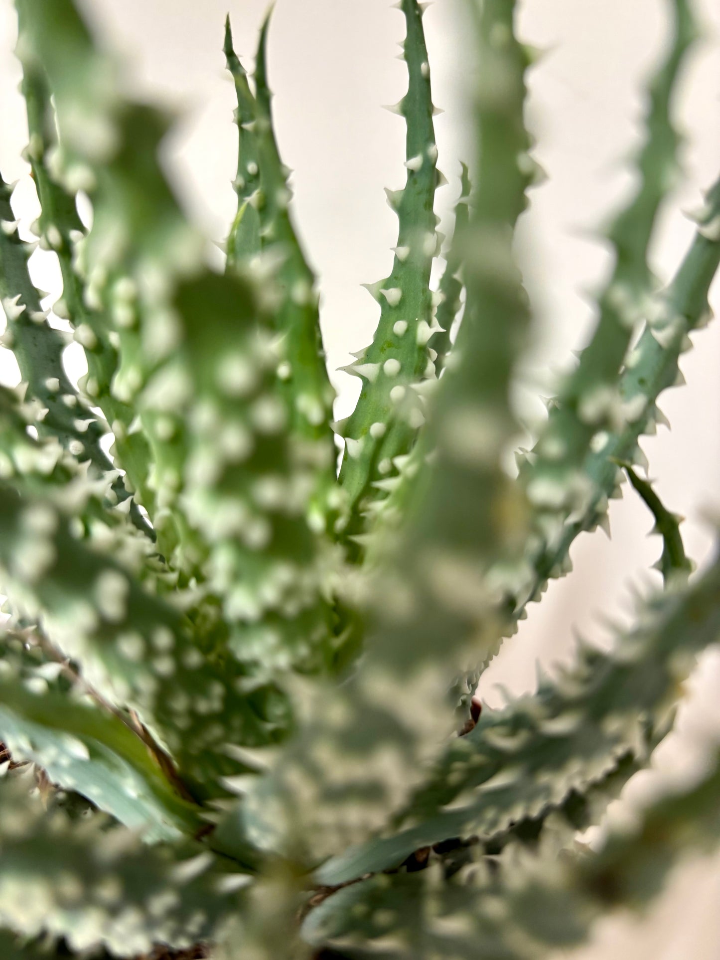 Aloe Humilis Shark