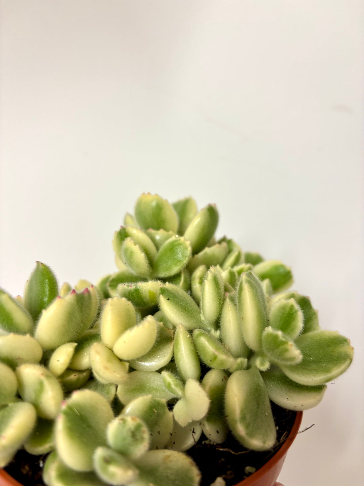 Cotyledon Ladismithiensis