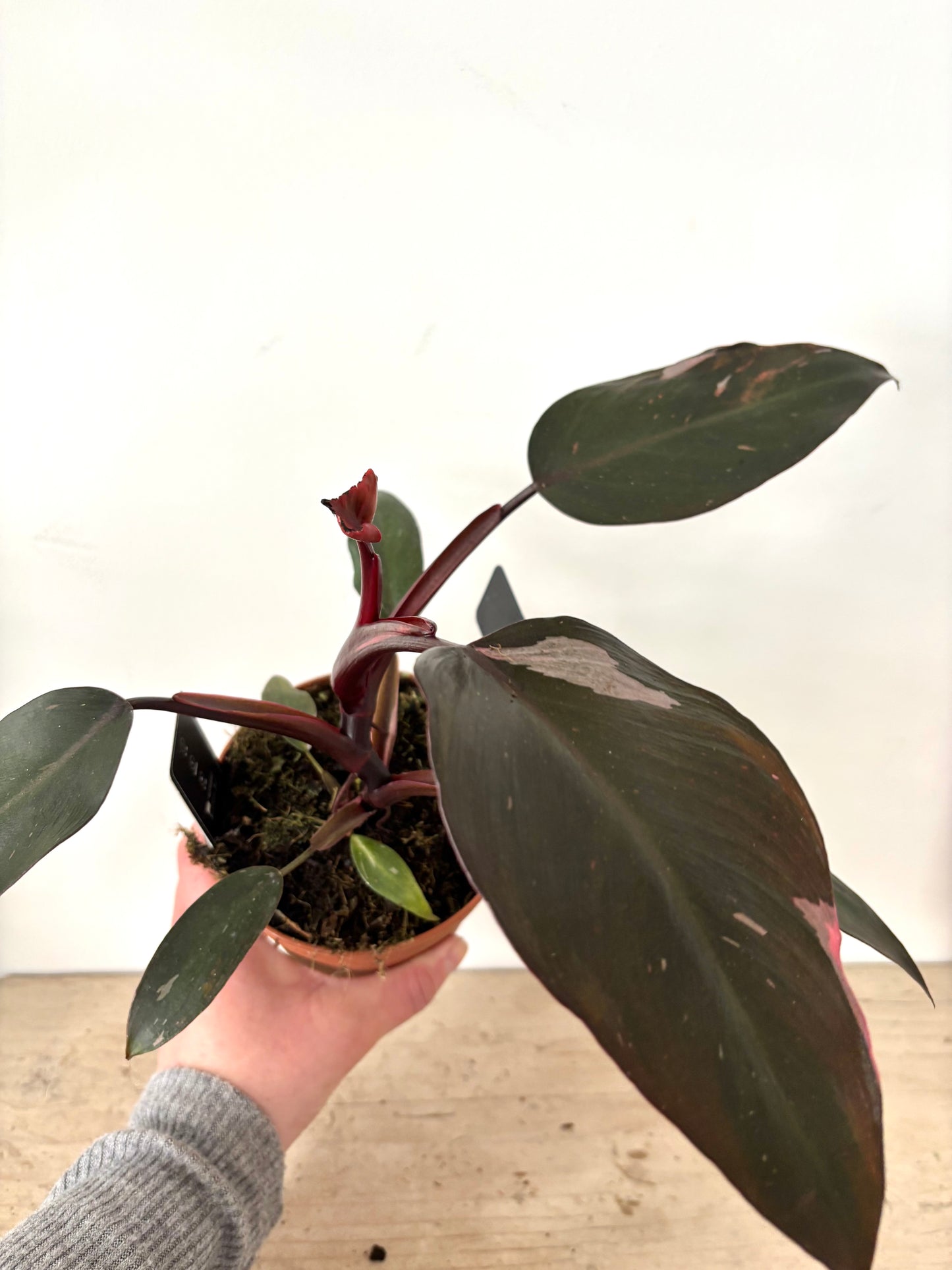 Philodendron Burgundy Princess