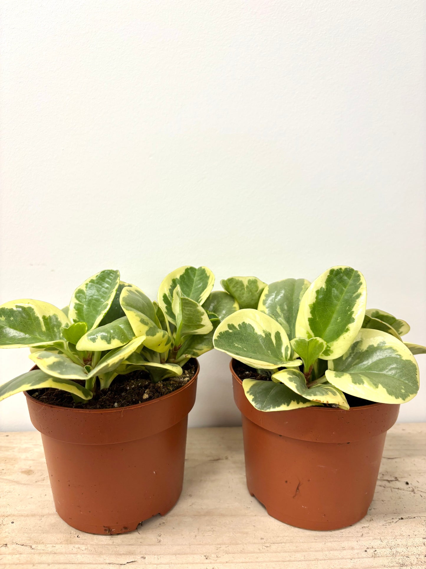 Peperomia Variegata