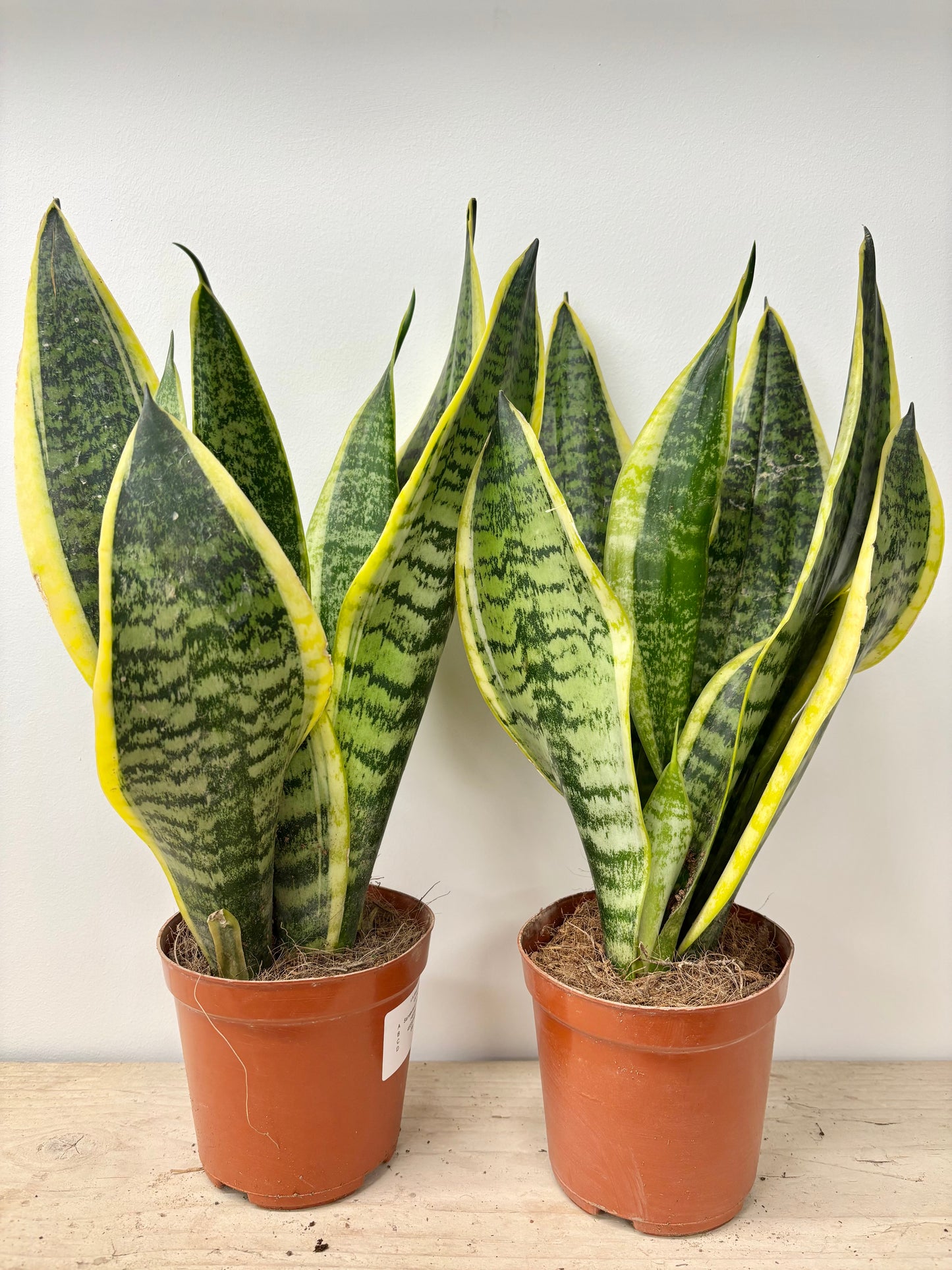 Sansevieria