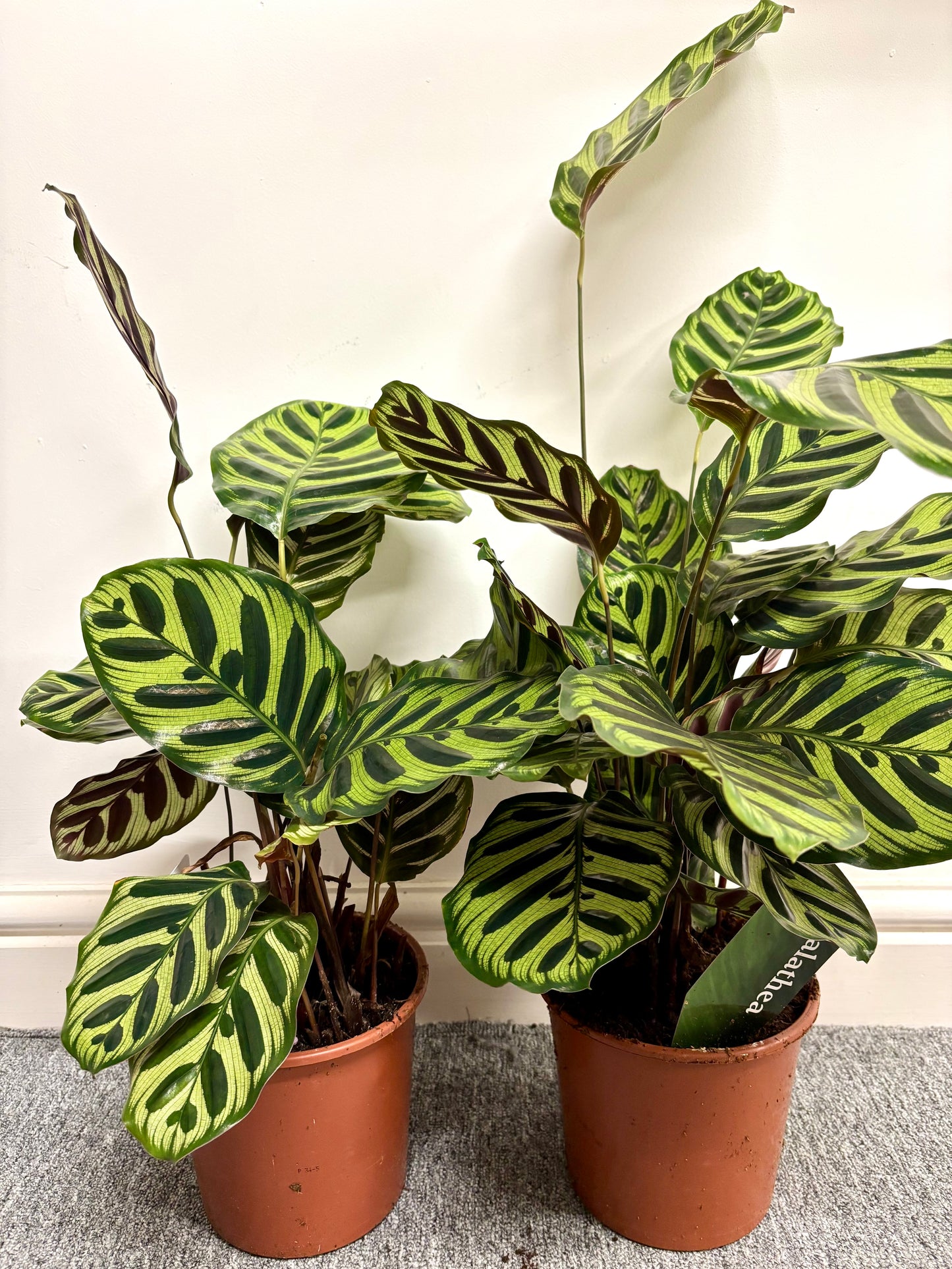 Calathea Makoyana