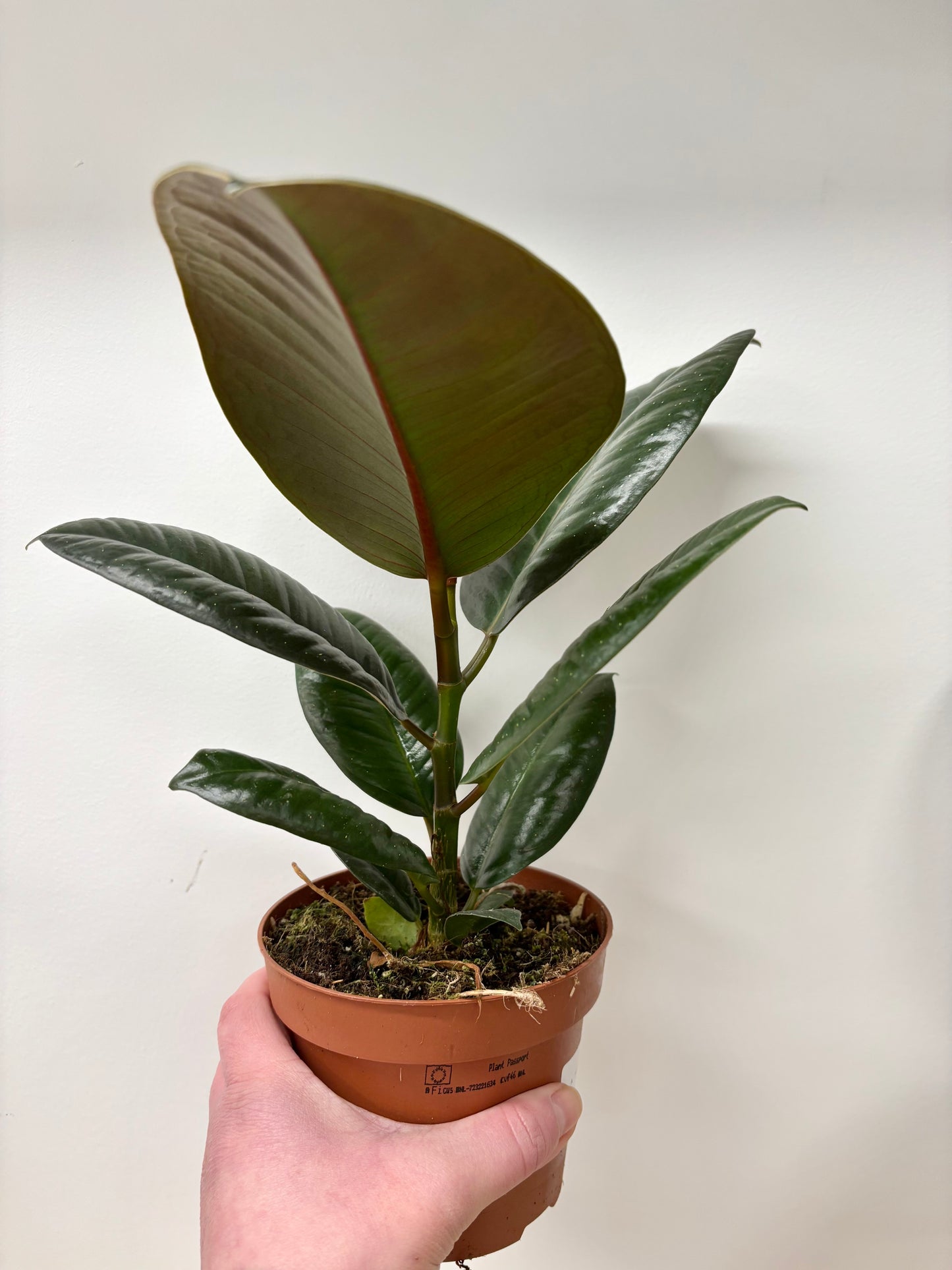 Ficus Robusta