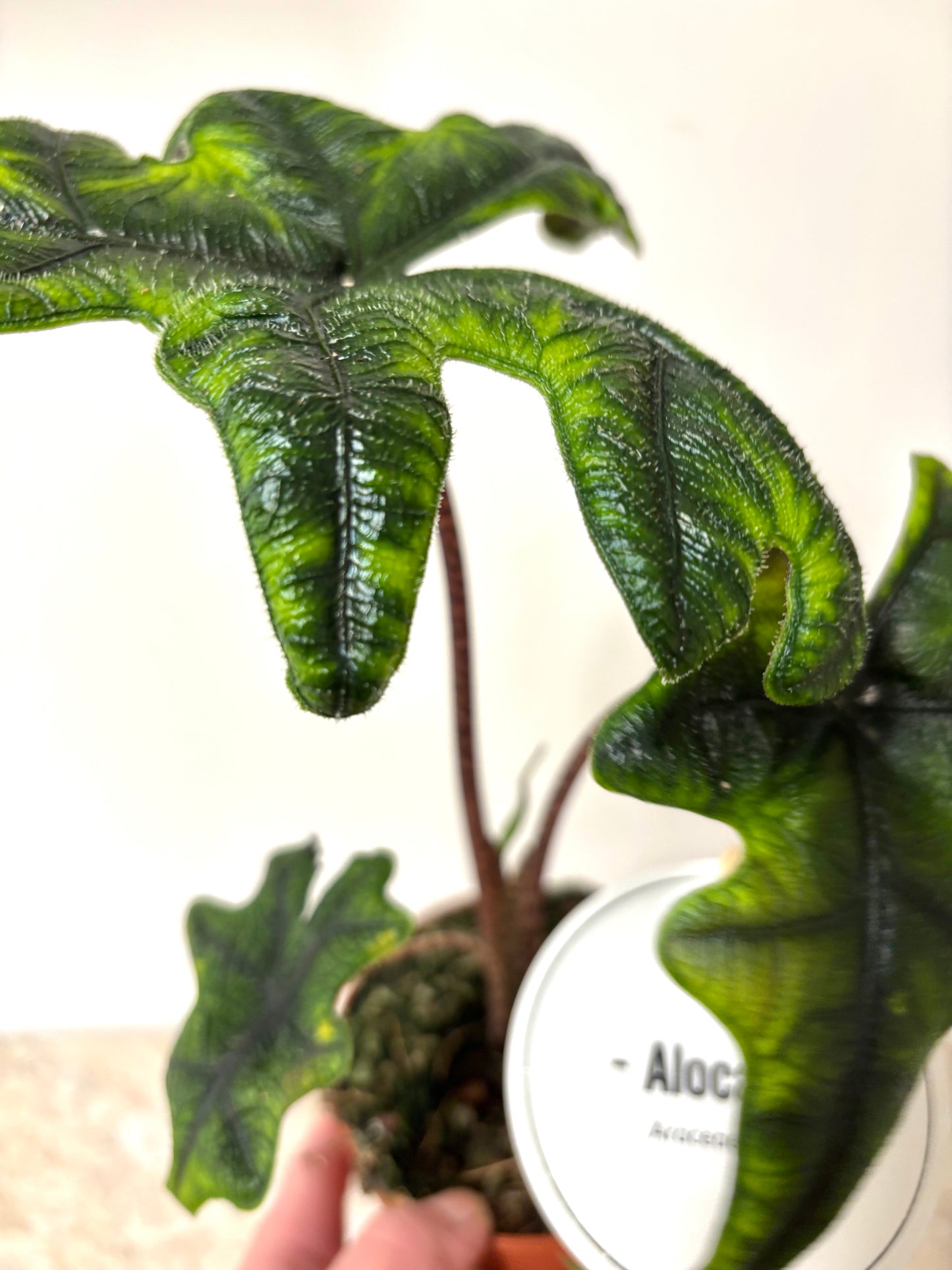 Alocasia Jacklyn
