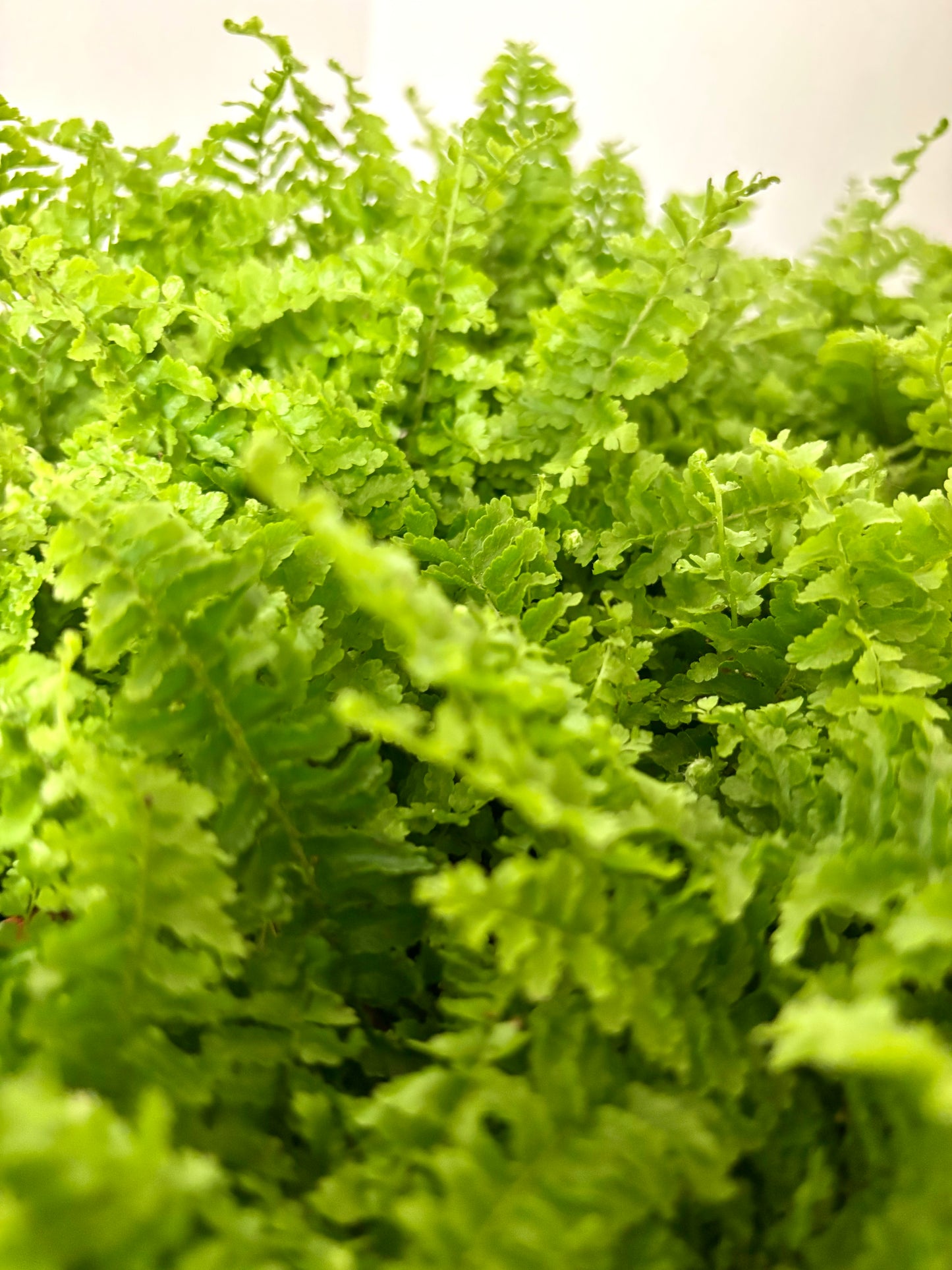 Nephrolepis/Boston fern