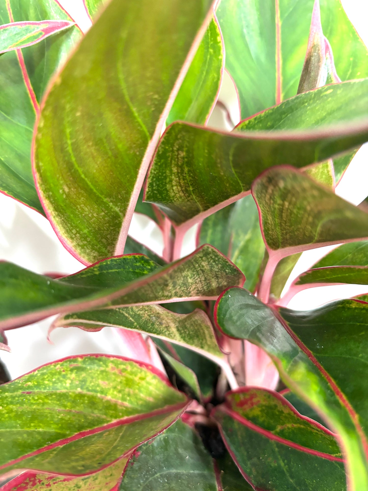 Aglaonema Jungle Red