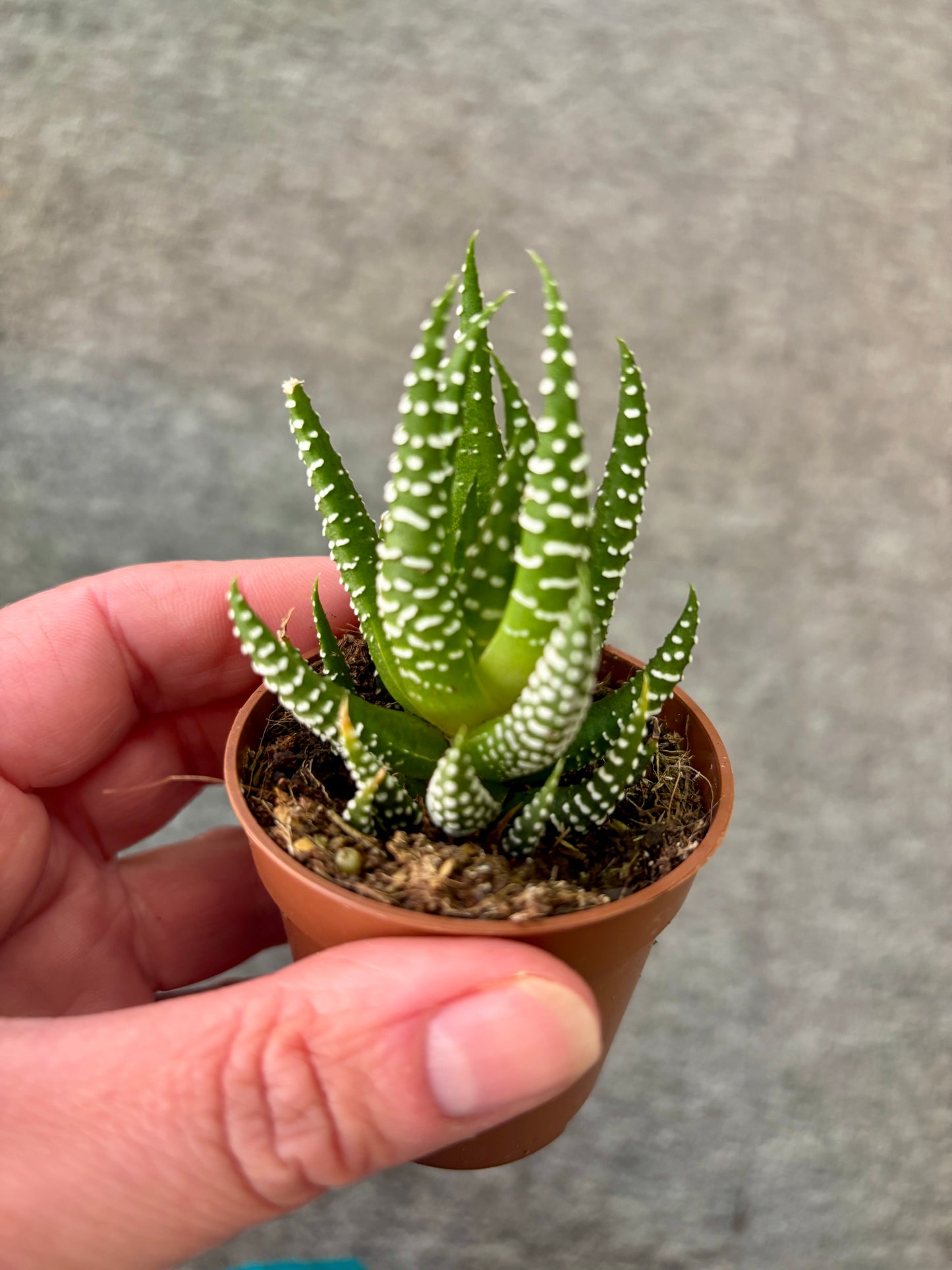 Succulents