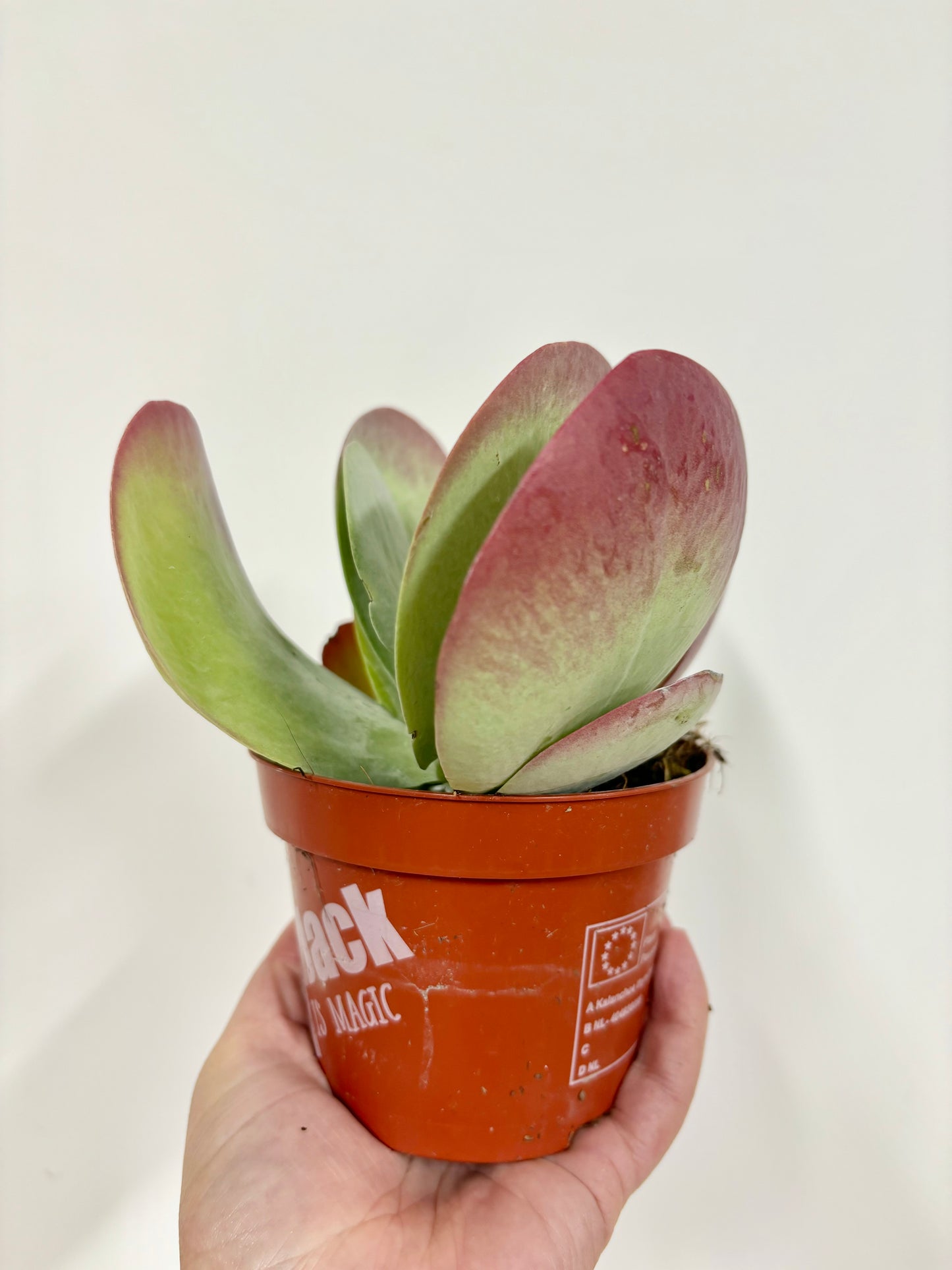 Kalanchoe Thyrsiflora