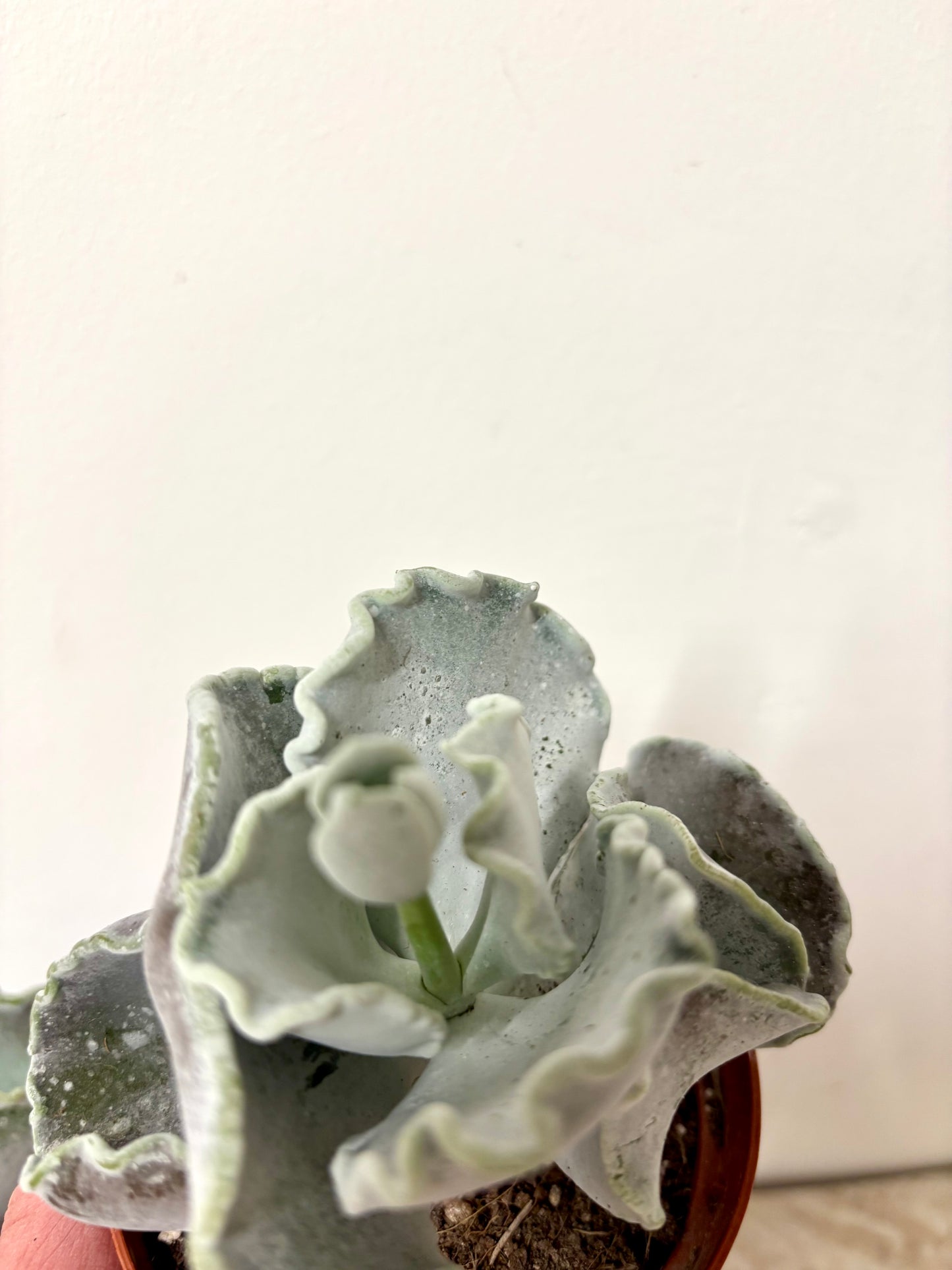 Cotyledon Undulata