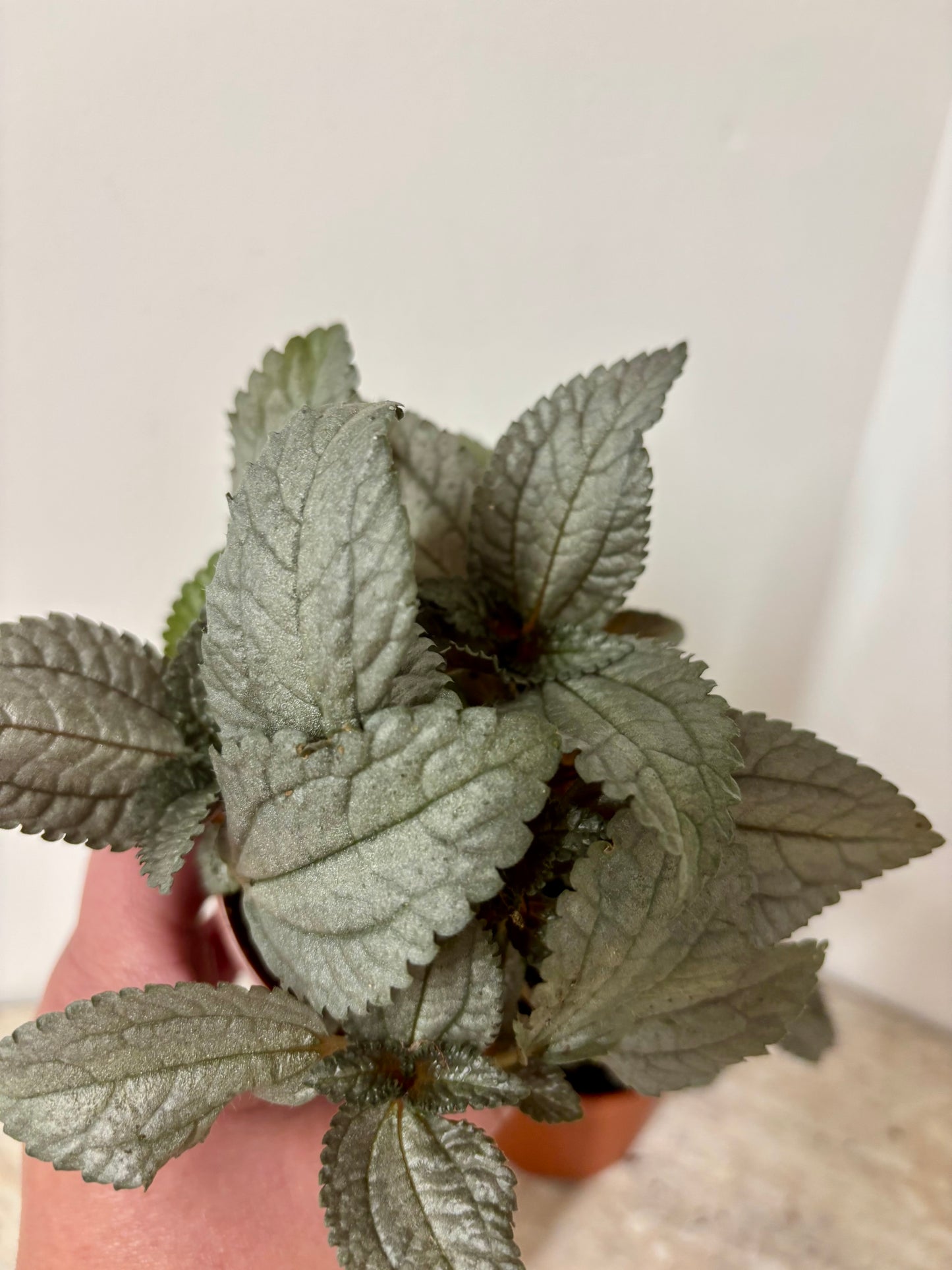 Pilea Ellen
