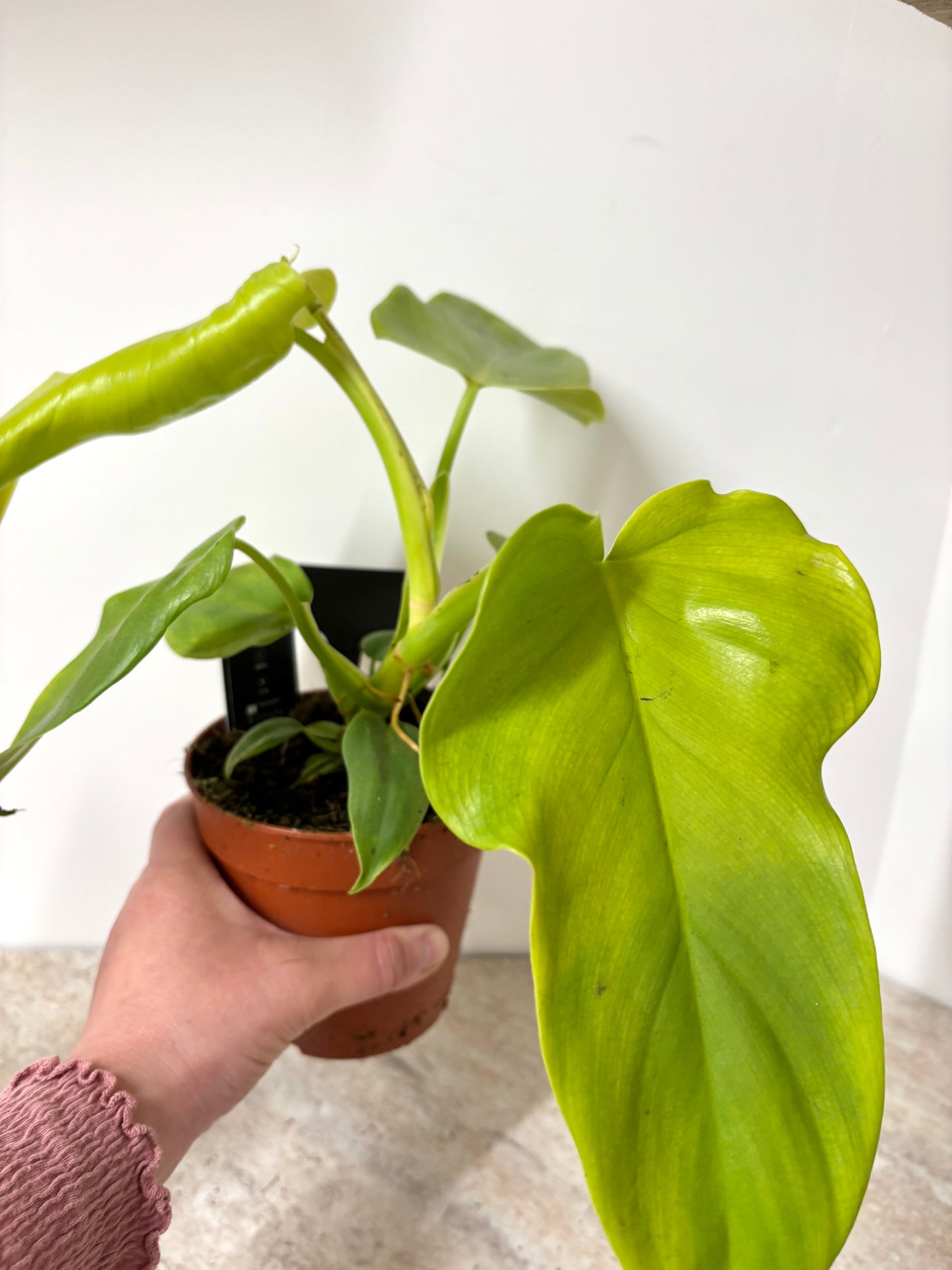 Philodendron Golden Violin