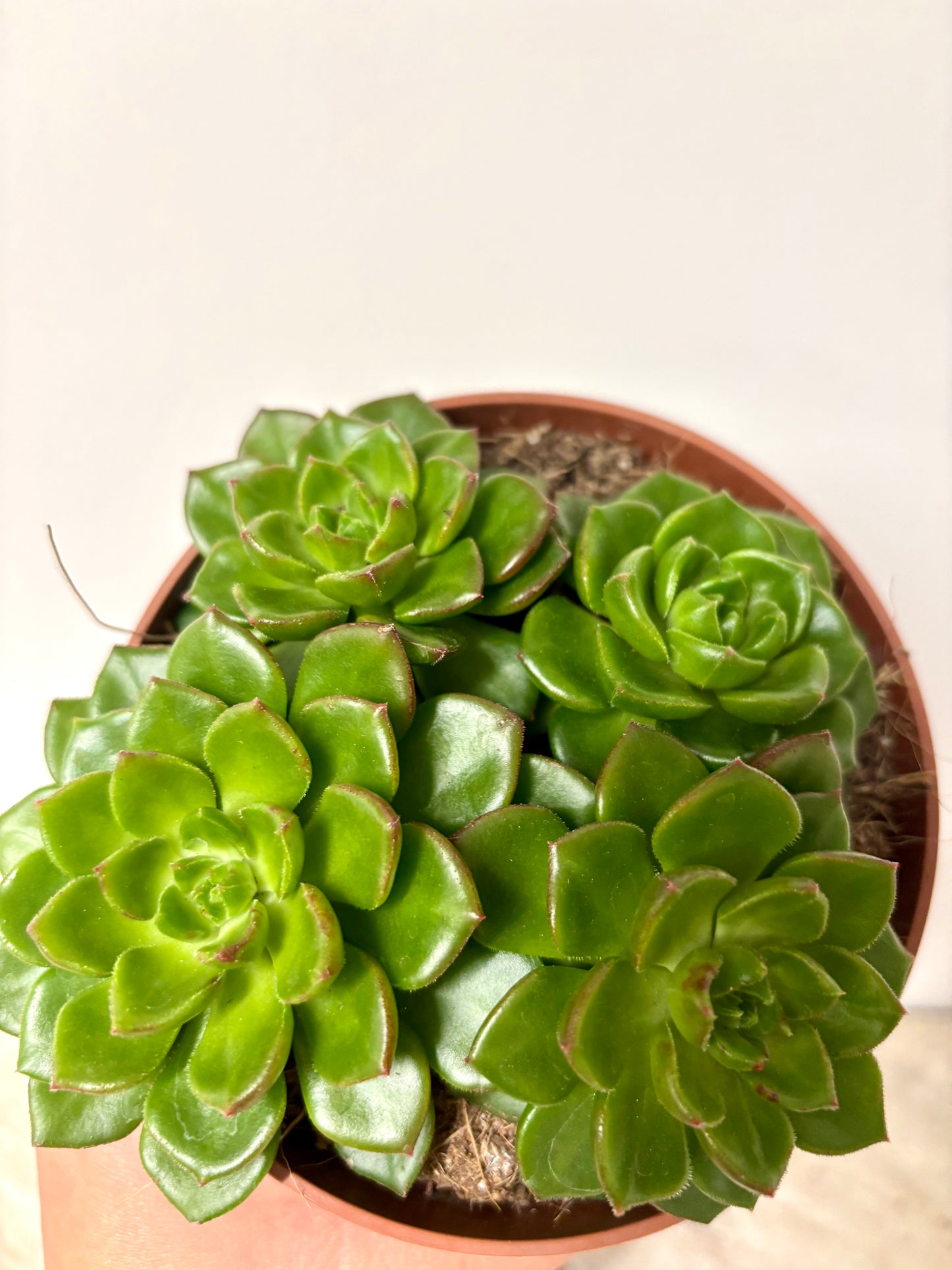 Echeveria Gilva