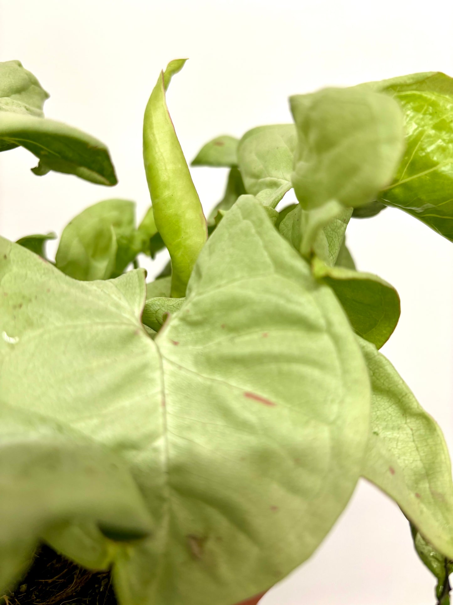 Syngonium Confetti