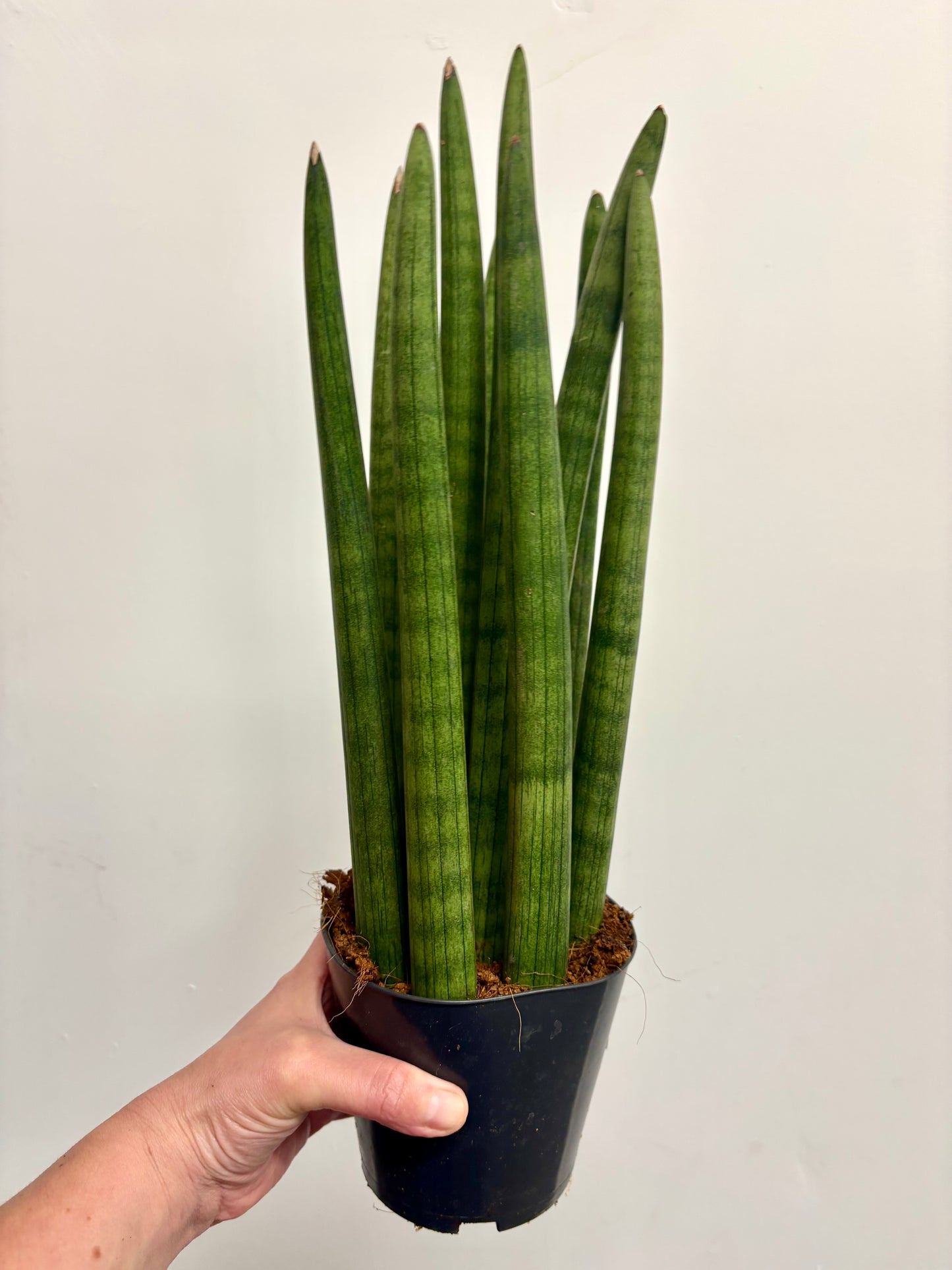 Sansevieria Cylindrical