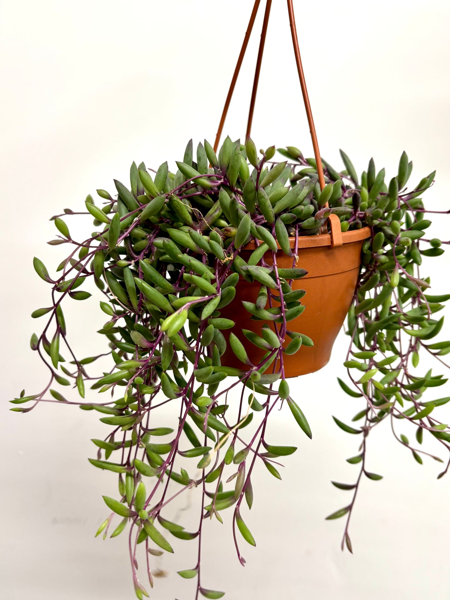 Senecio Purple Flush