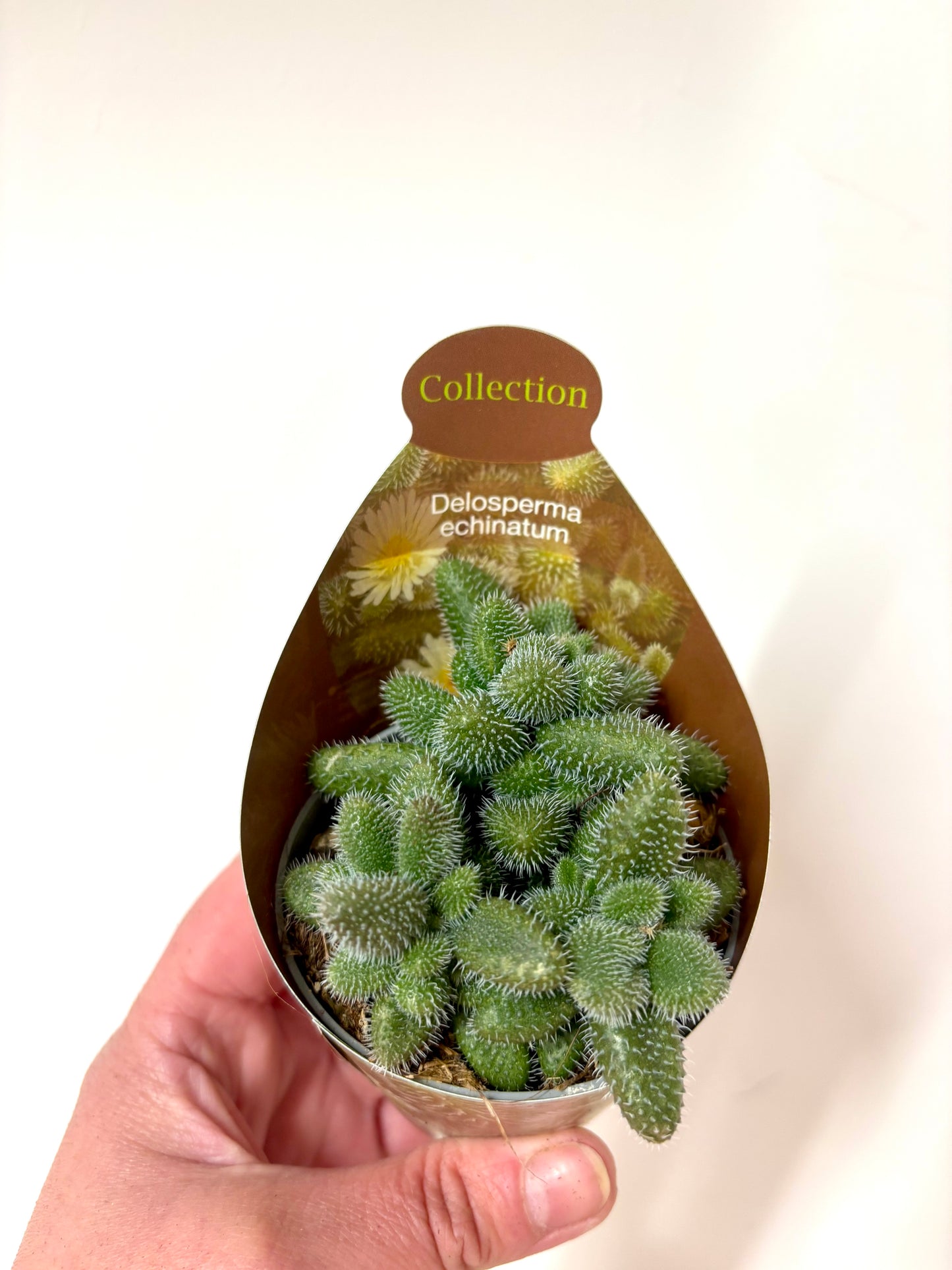 Delosperma Echinatum