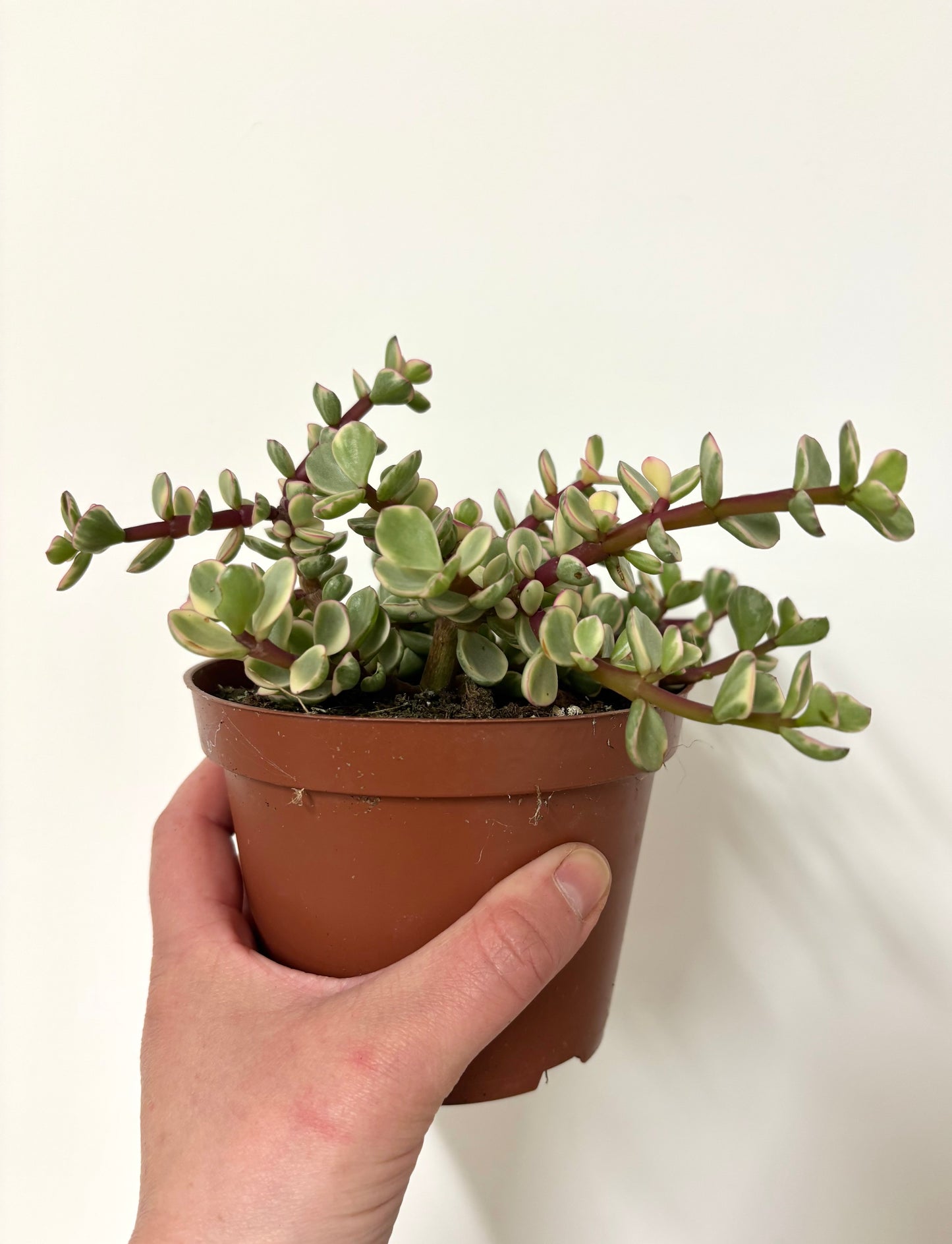 Crassula afra variegata