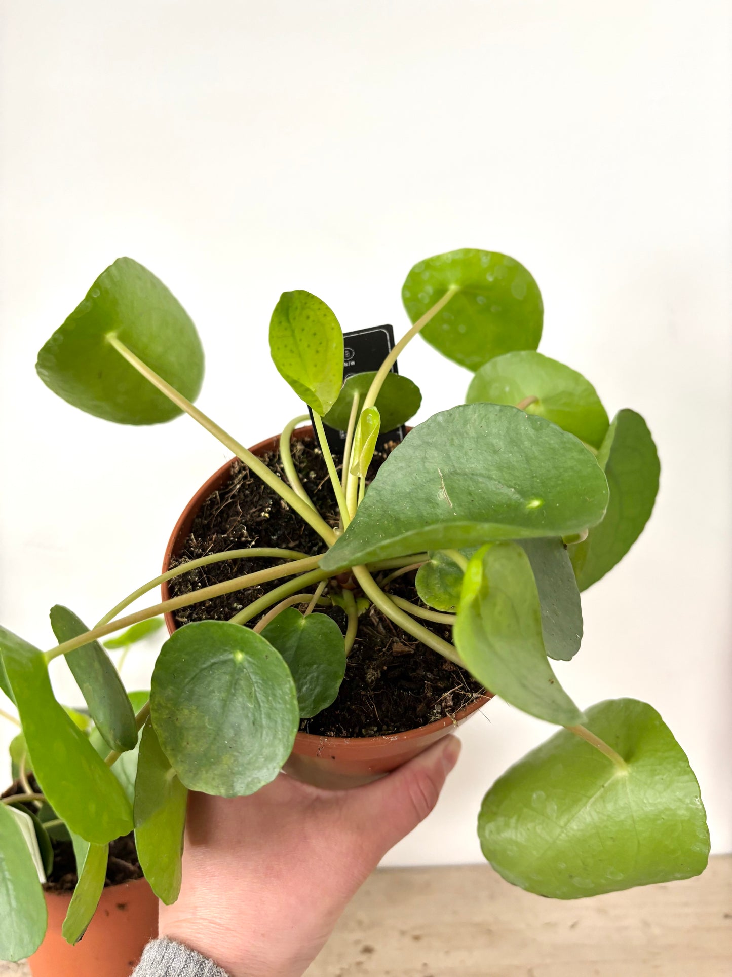 Pilea Peperomioides