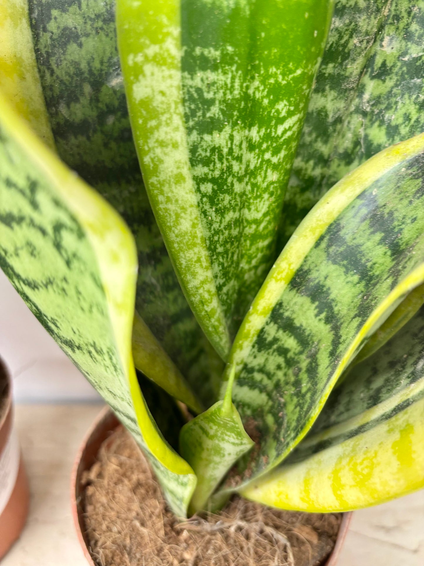 Sansevieria