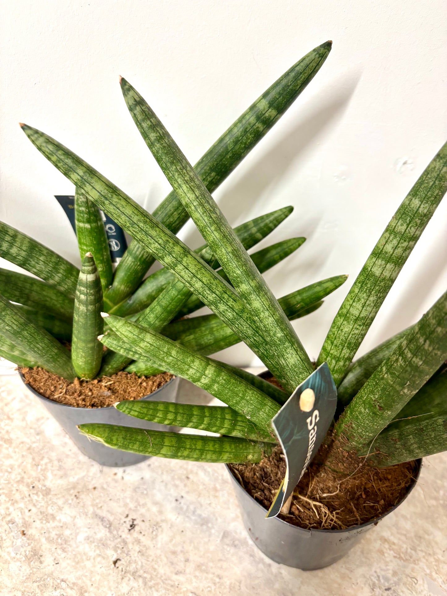 Sansevieria Skyline