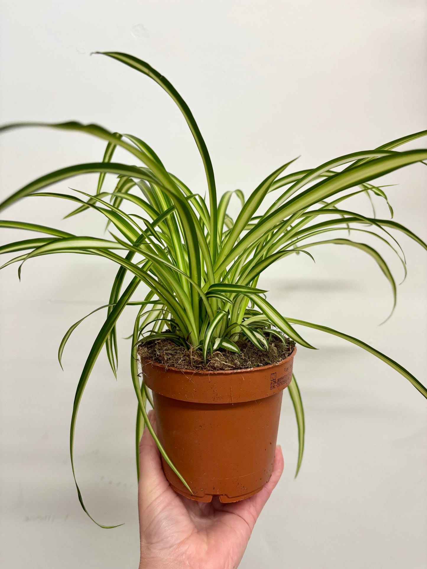 Chlorophyttum / Spider plant
