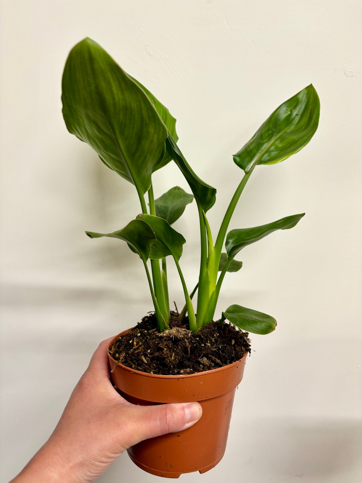 Strelitzia Nicolai / Bird Of Paradise
