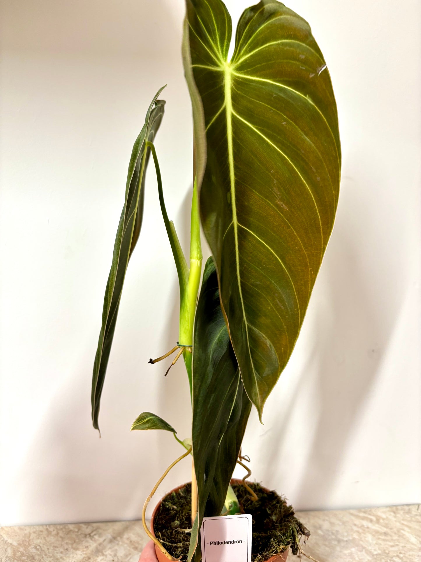 Philodendron Melanochrysum