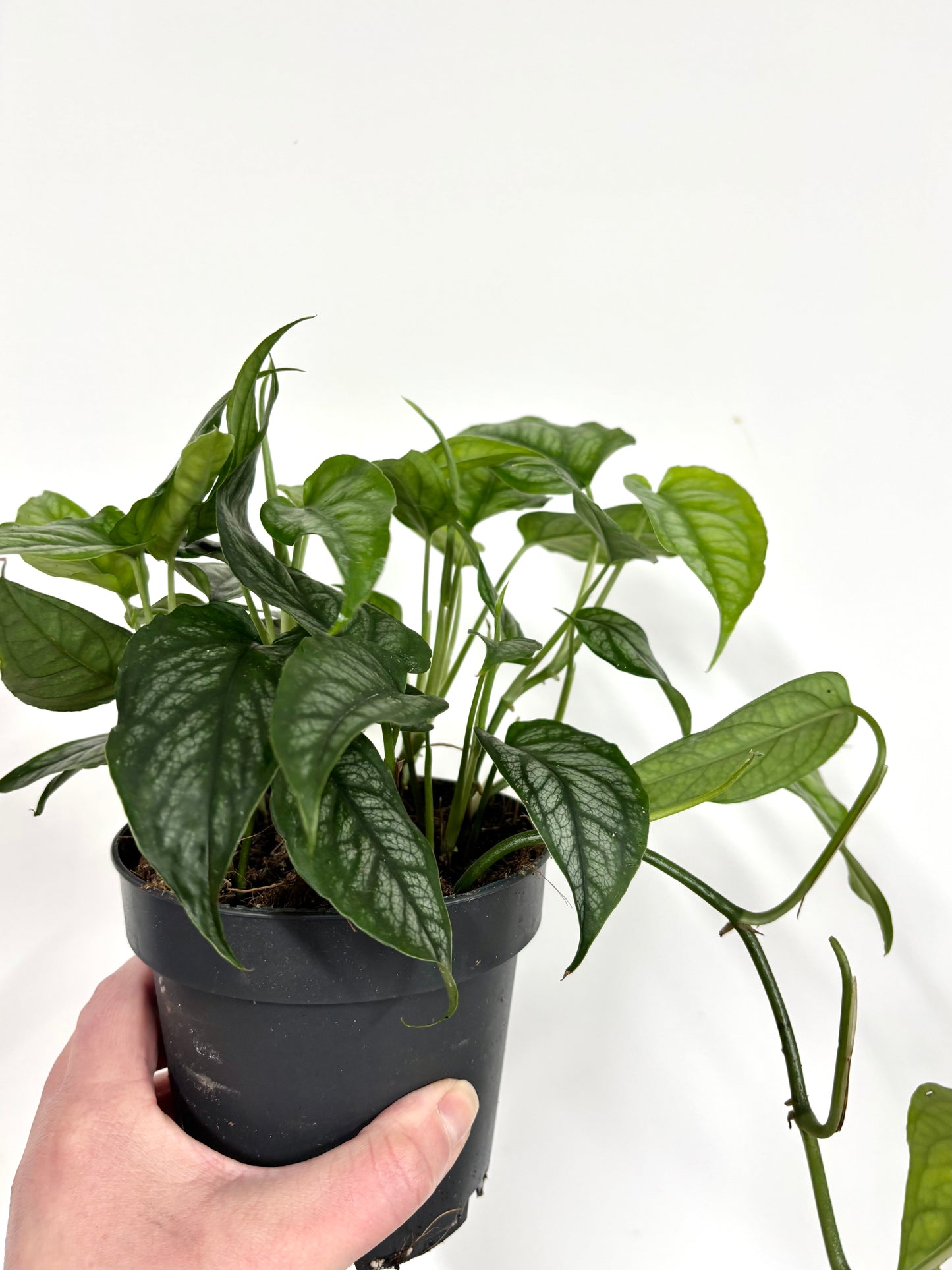 Monstera Siltepecana