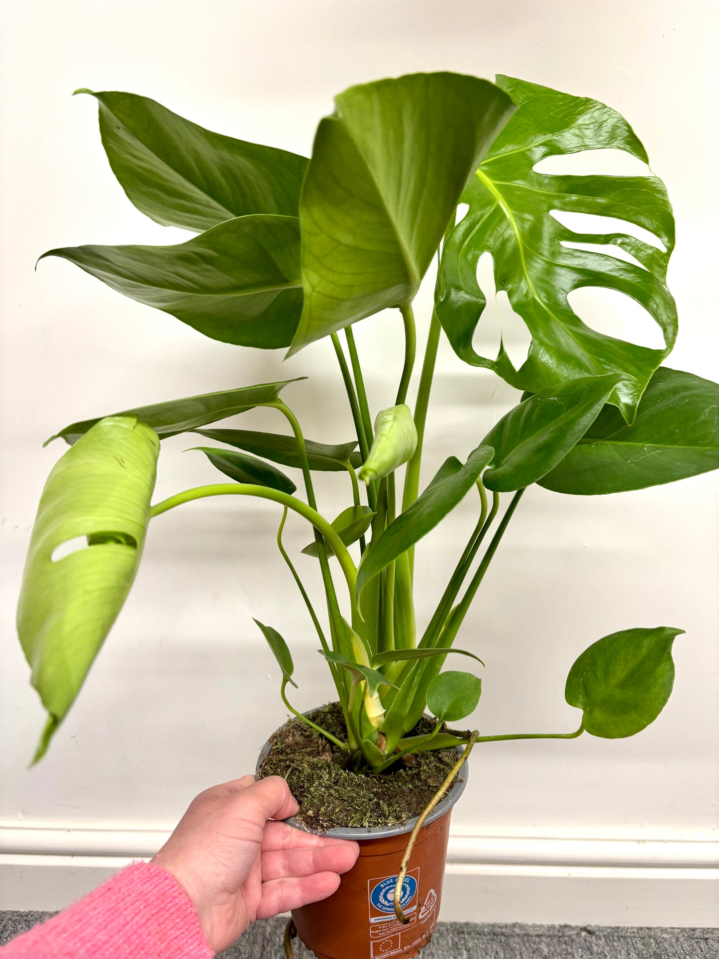 Monstera Deliciosa