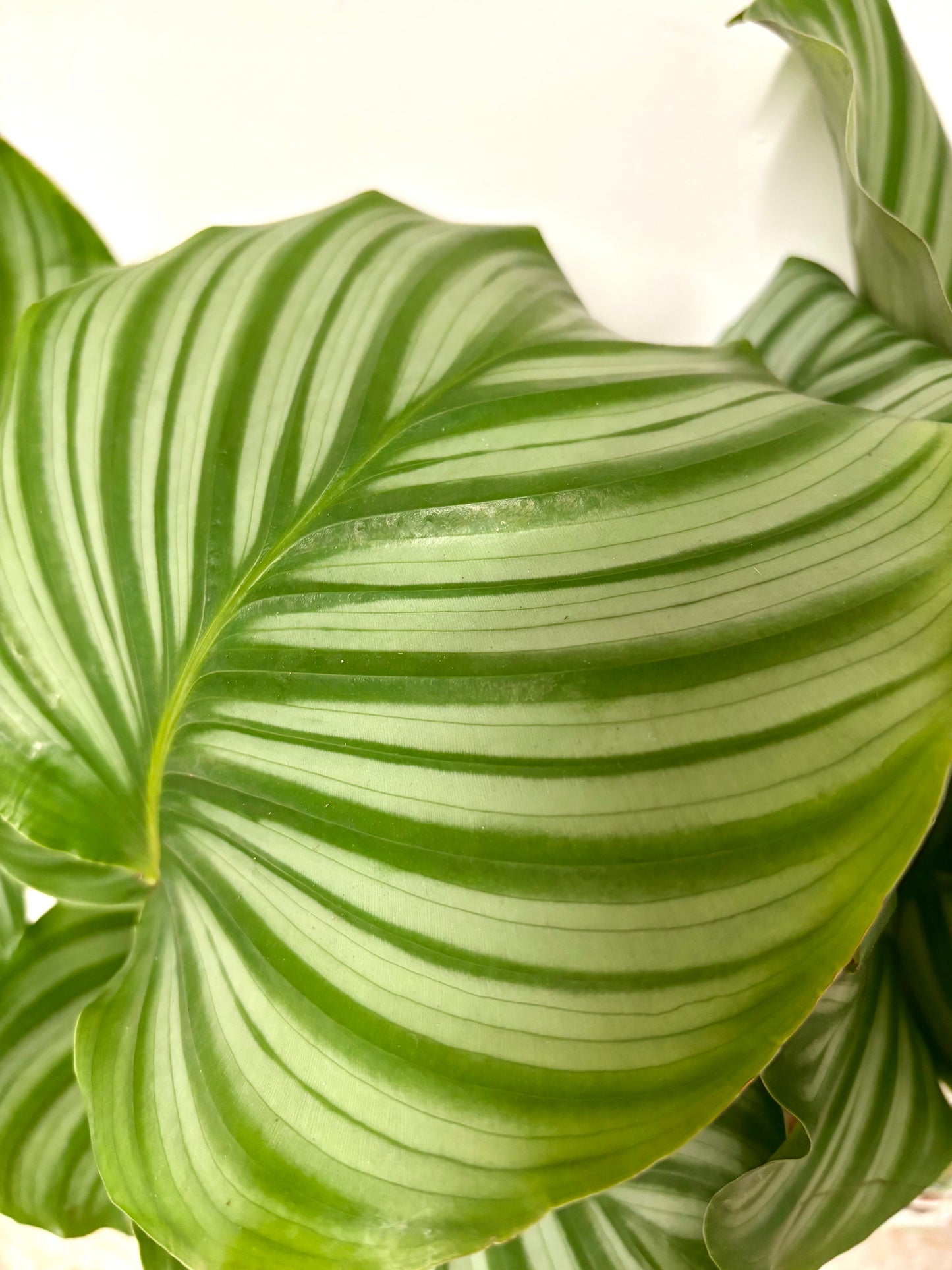 Calathea Orbifolia