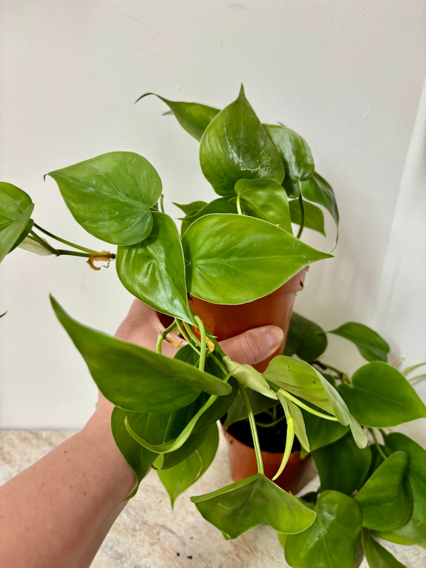 Philodendron Scandens