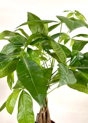 Pachira Aquatica