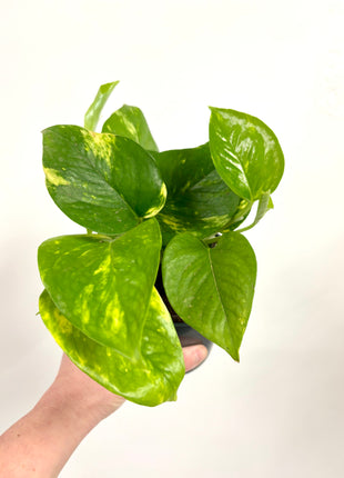 Epipremnum Aureum