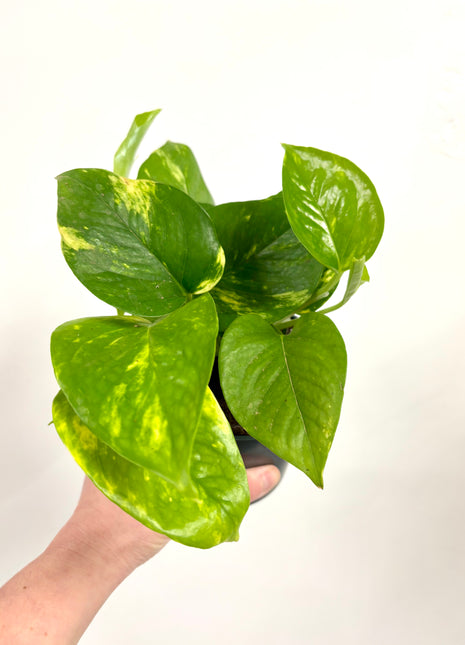 Epipremnum Aureum