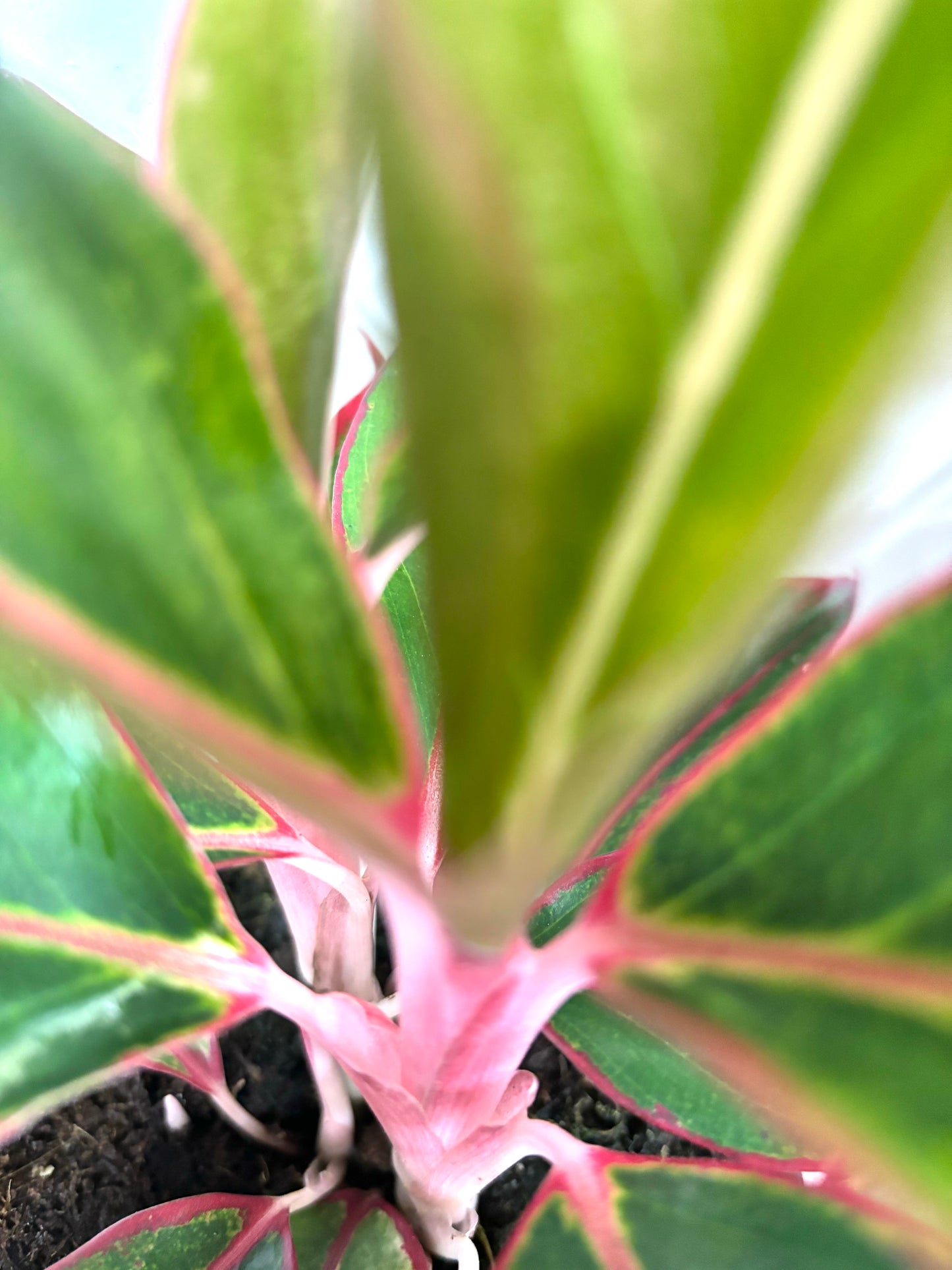 Aglaonema Jungle Red