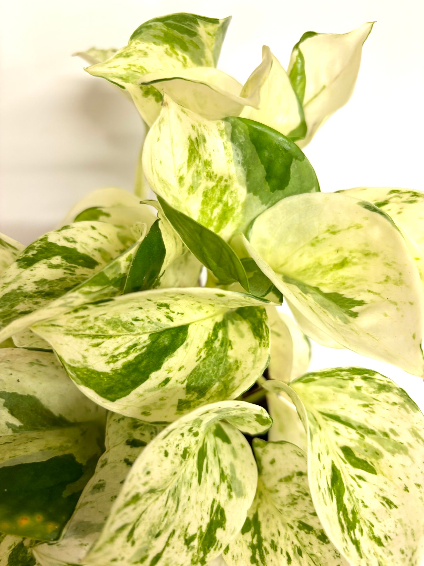 Epipremnum Happy Leaf